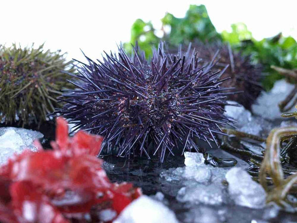 Sea Urchin