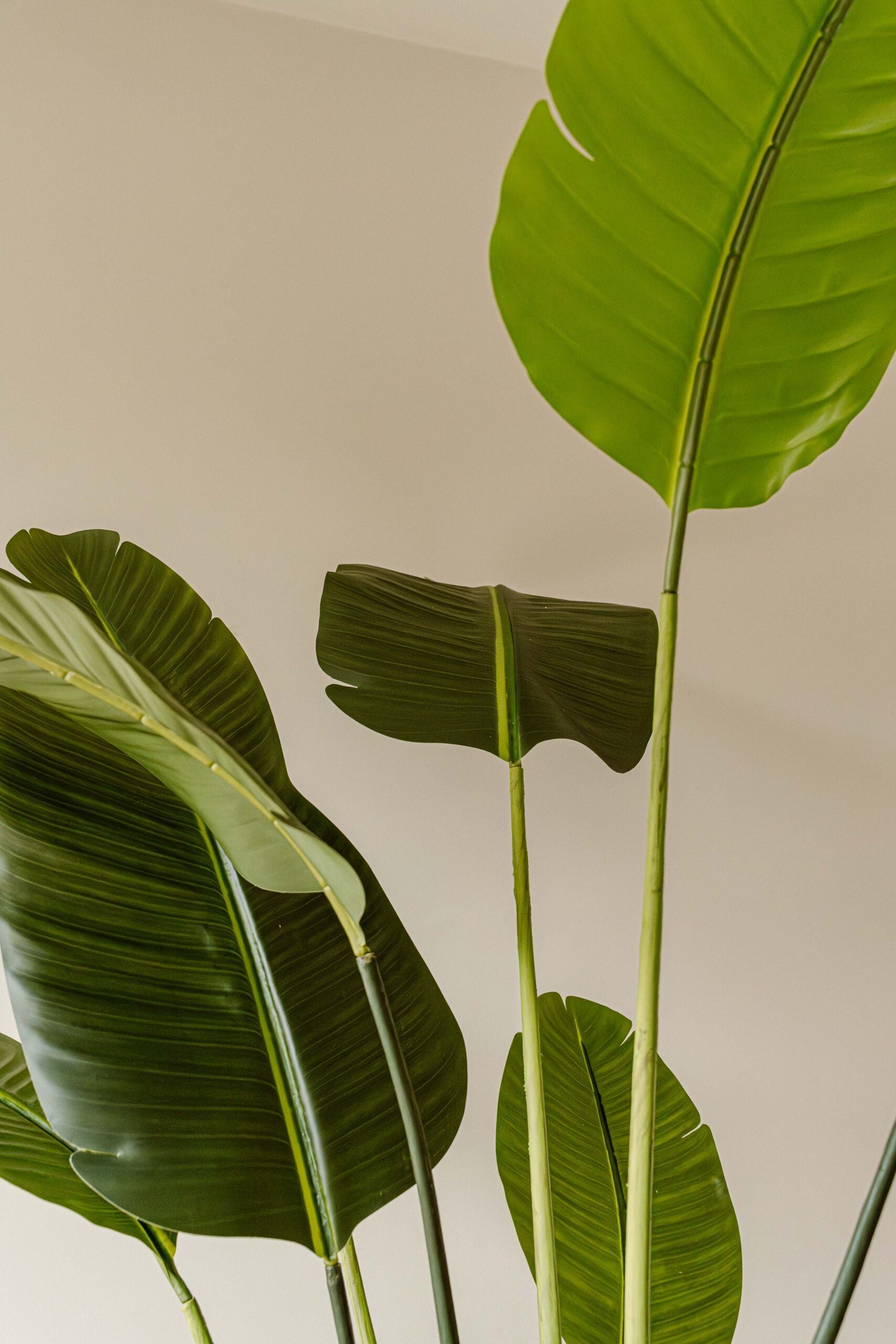 Indore Silva - Artificial Plant Strelitzia - 250cm - Delivery time 2-3 weeks