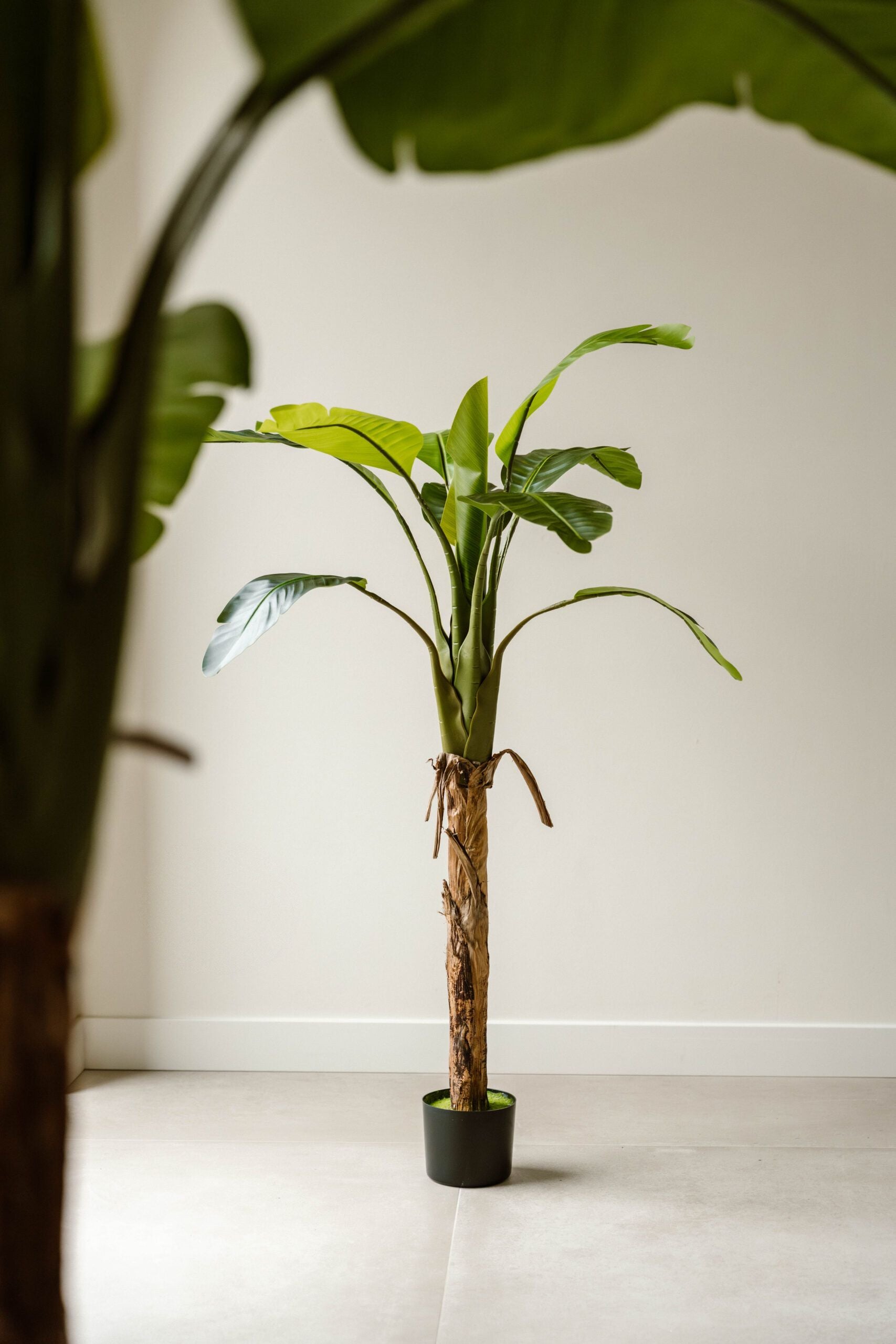 Indore Silva - Artificial Banana Plant - 170cm - Delivery time 1-2 weeks