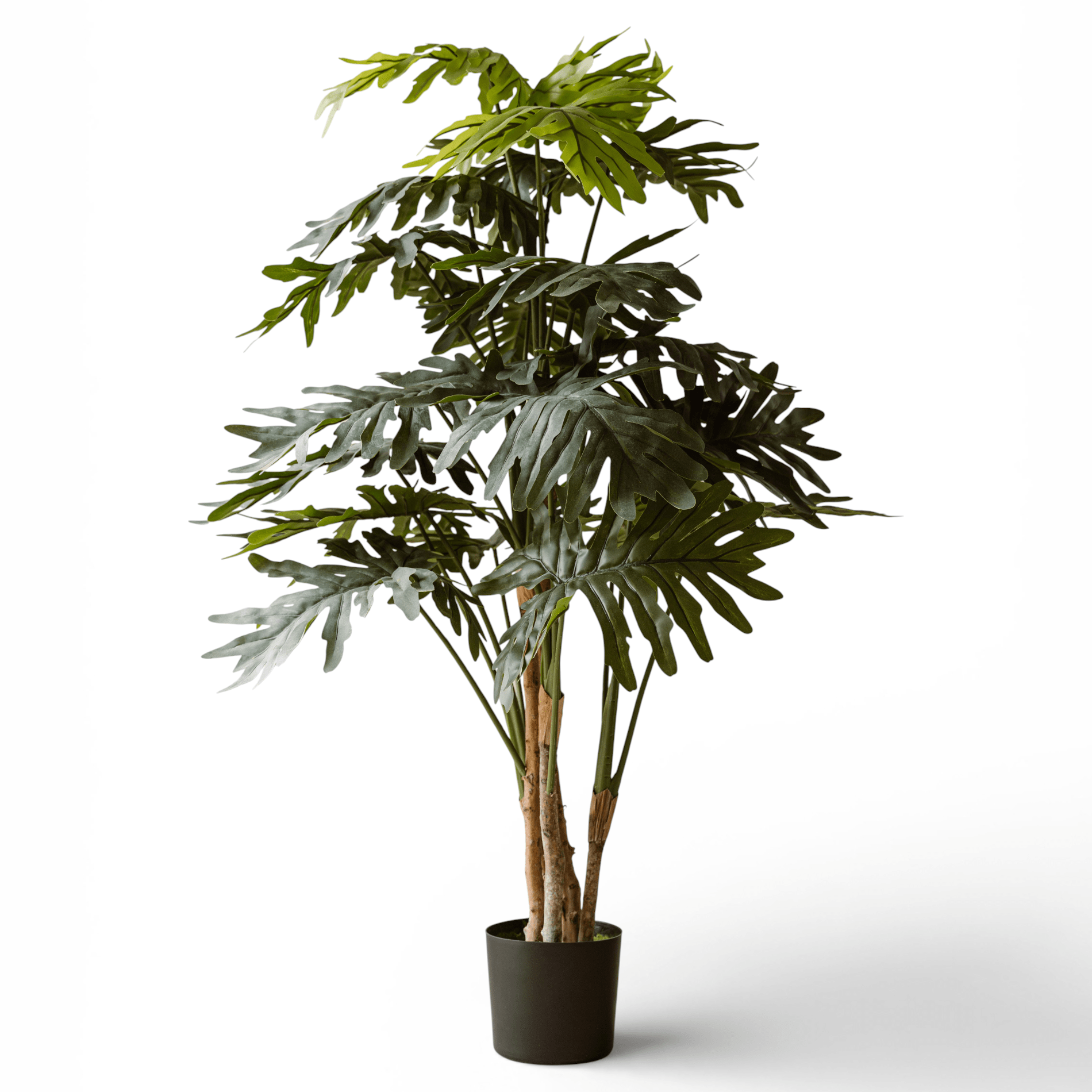 Indore Silva - philodendron xanadu - 140cm - Delivery time 2-3 weeks