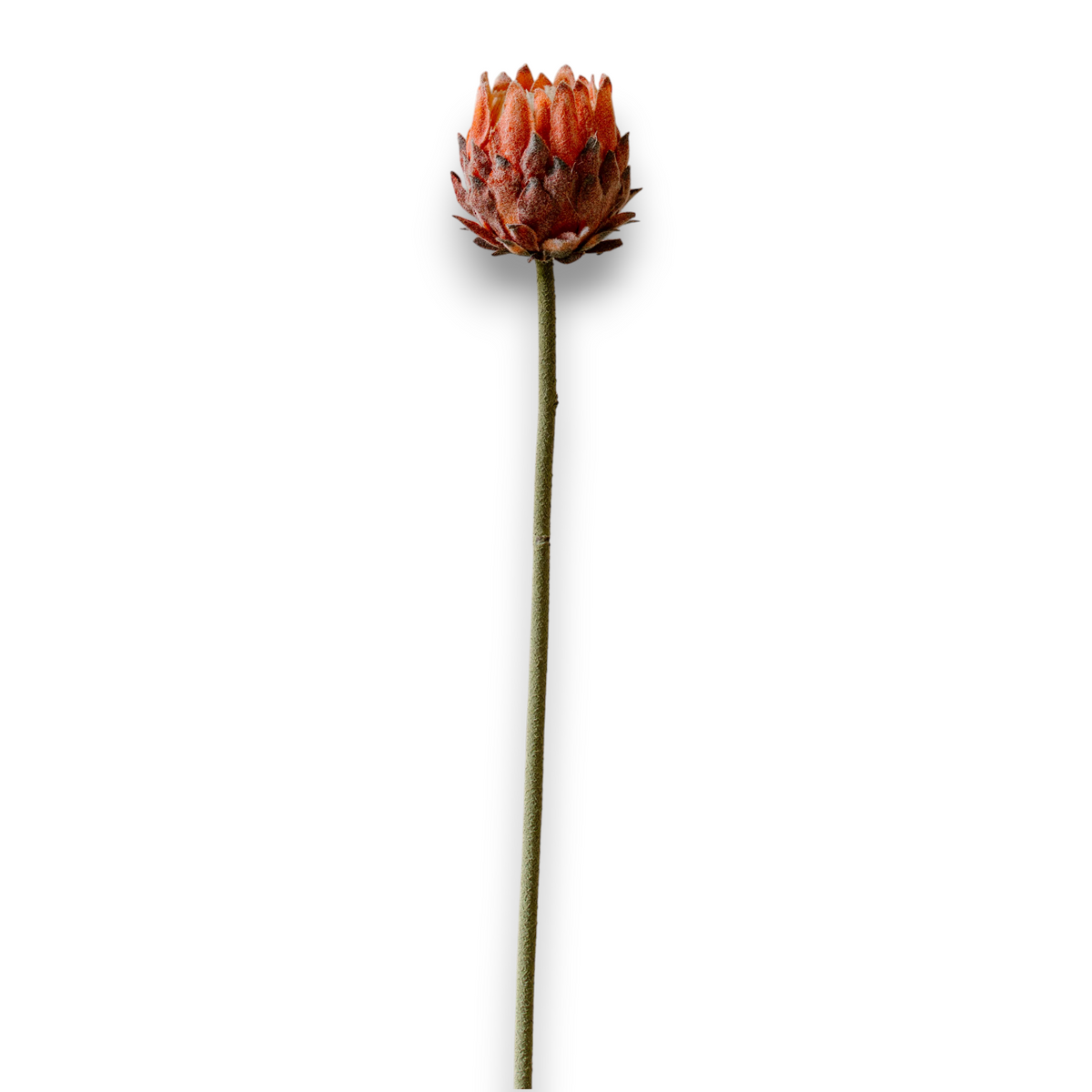 Indore Silva - Protea - Roze - kunsttak - zijde