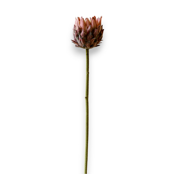 Indore Silva - Protea - Purple - artificial branch - silk