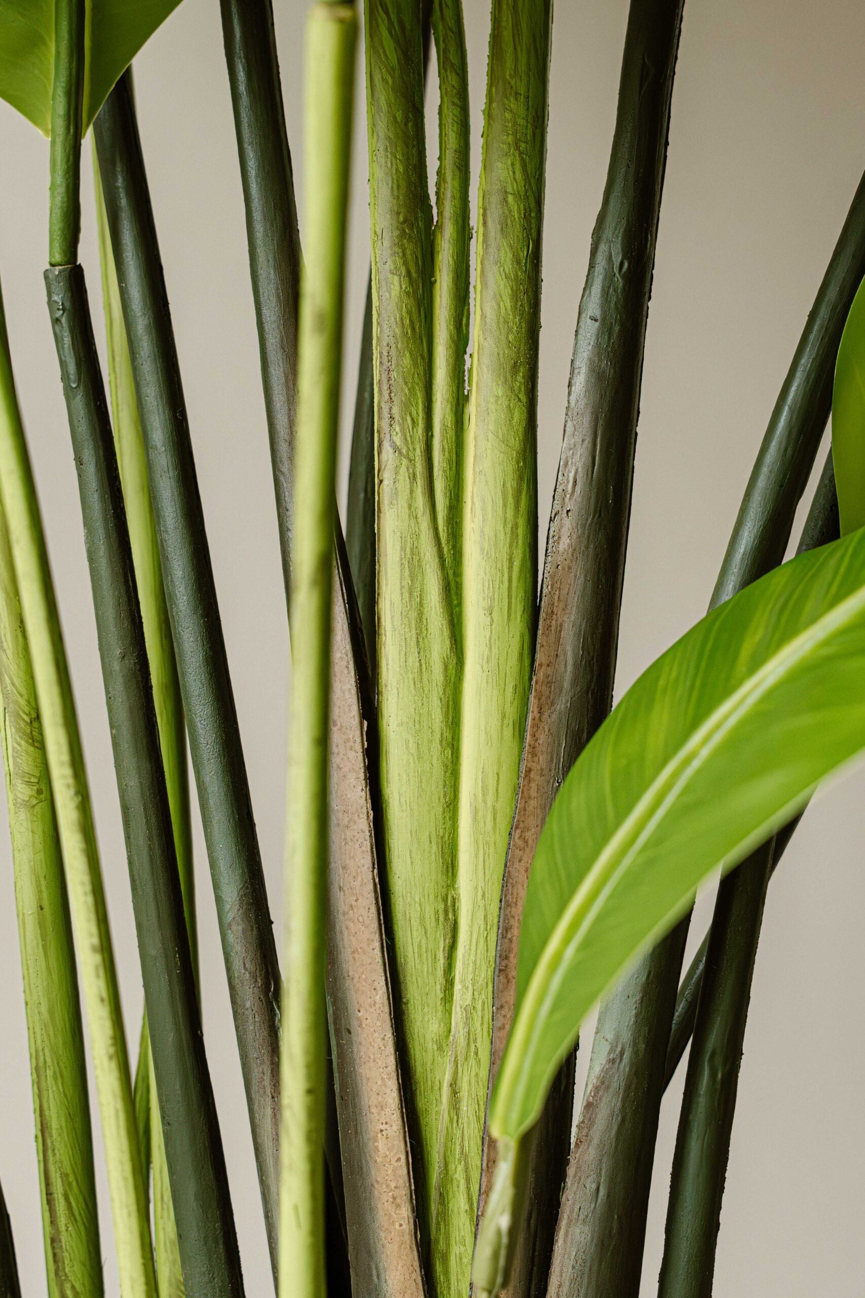 Indore Silva - Artificial Plant Strelitzia - 250cm - Delivery time 2-3 weeks