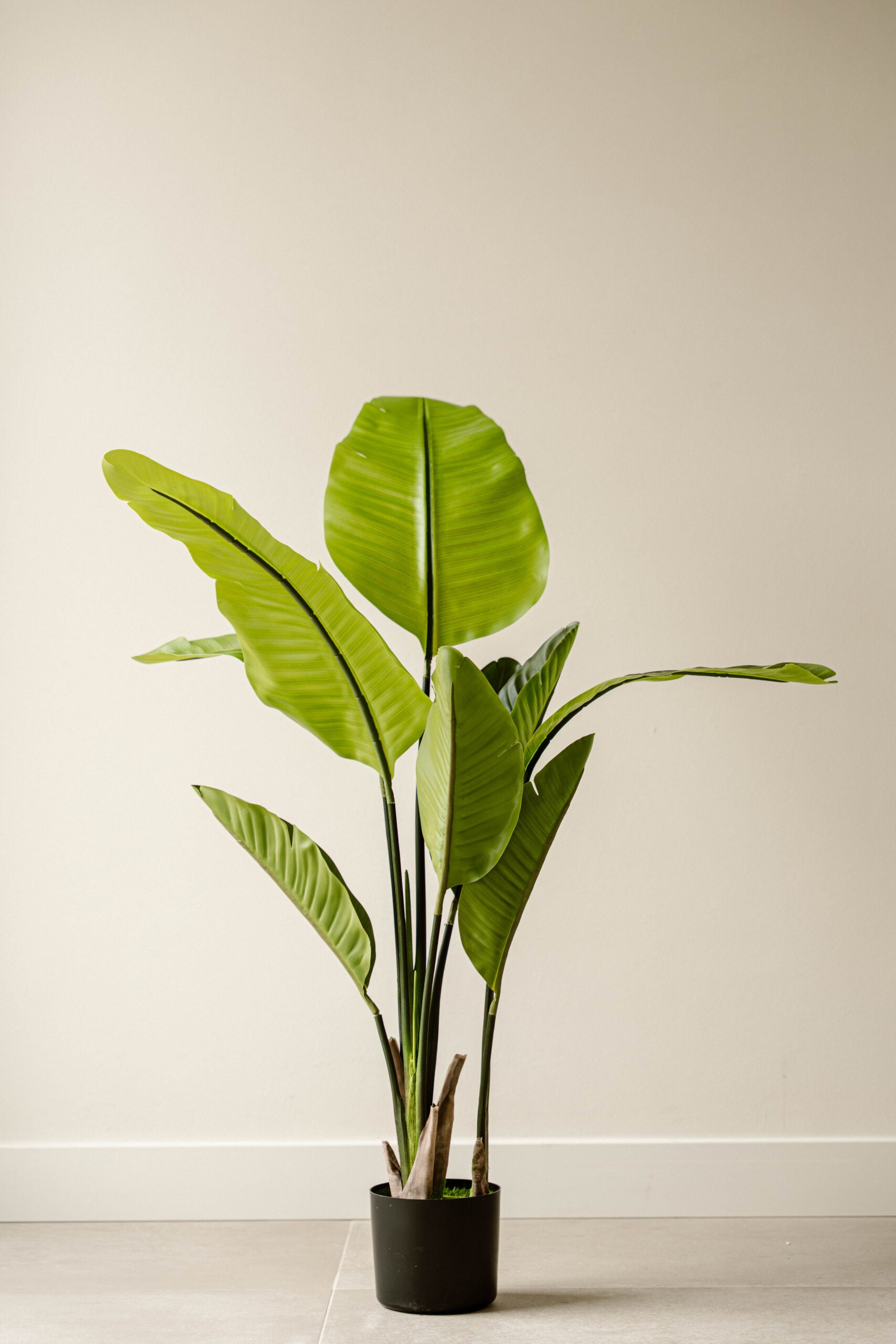 Indore Silva - Artificial Plant Strelitzia - 120cm