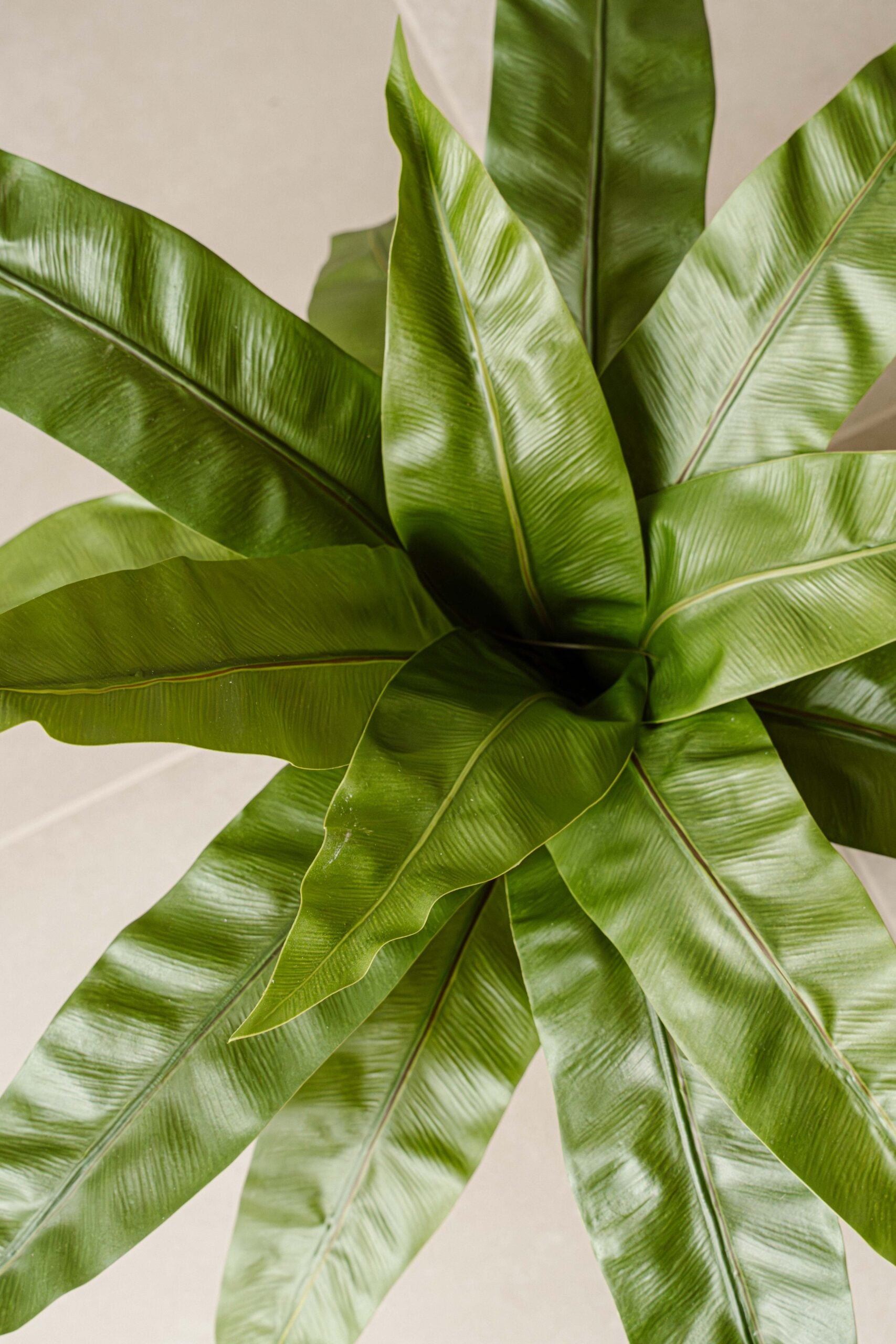 Indore Silva - Artificial Asplenium Fern - 60cm