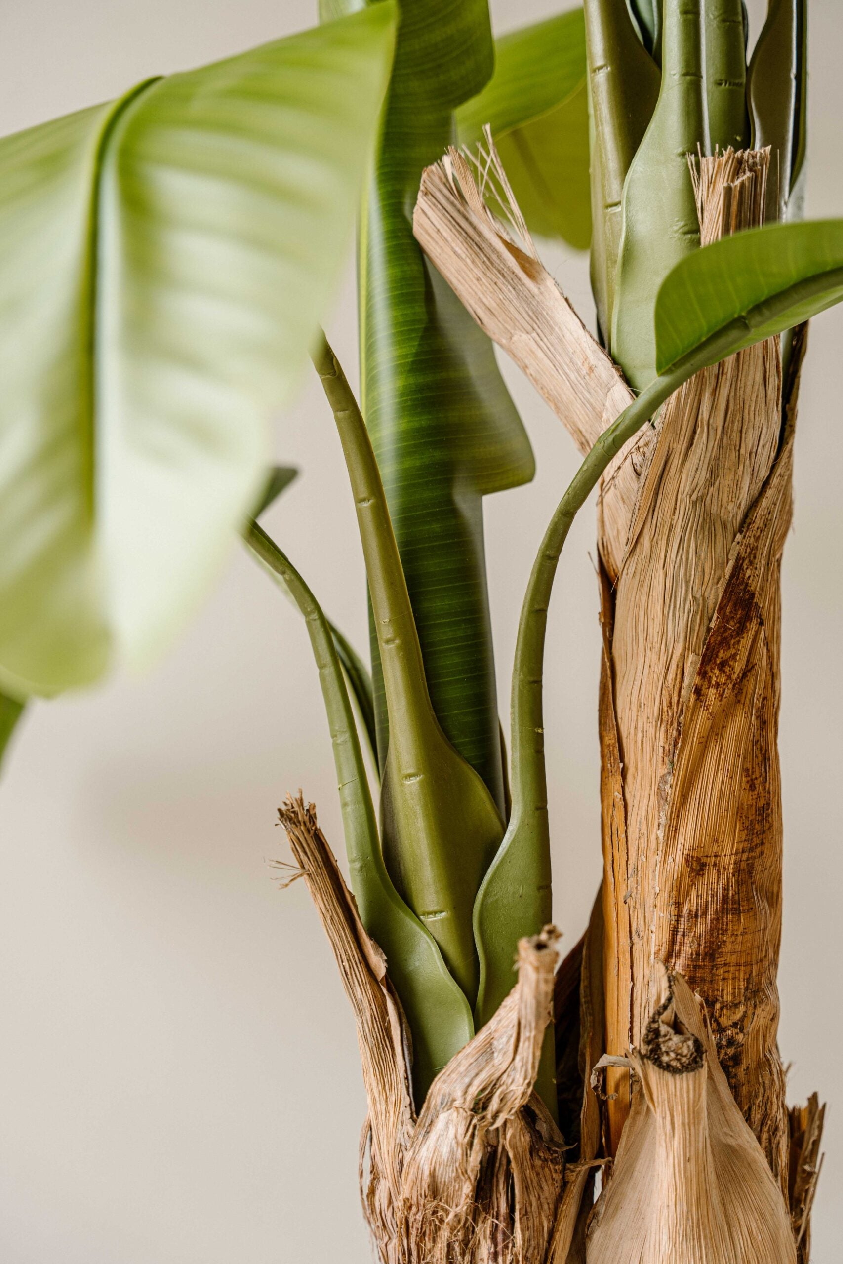 Indore Silva - Artificial Banana Plant - 160cm