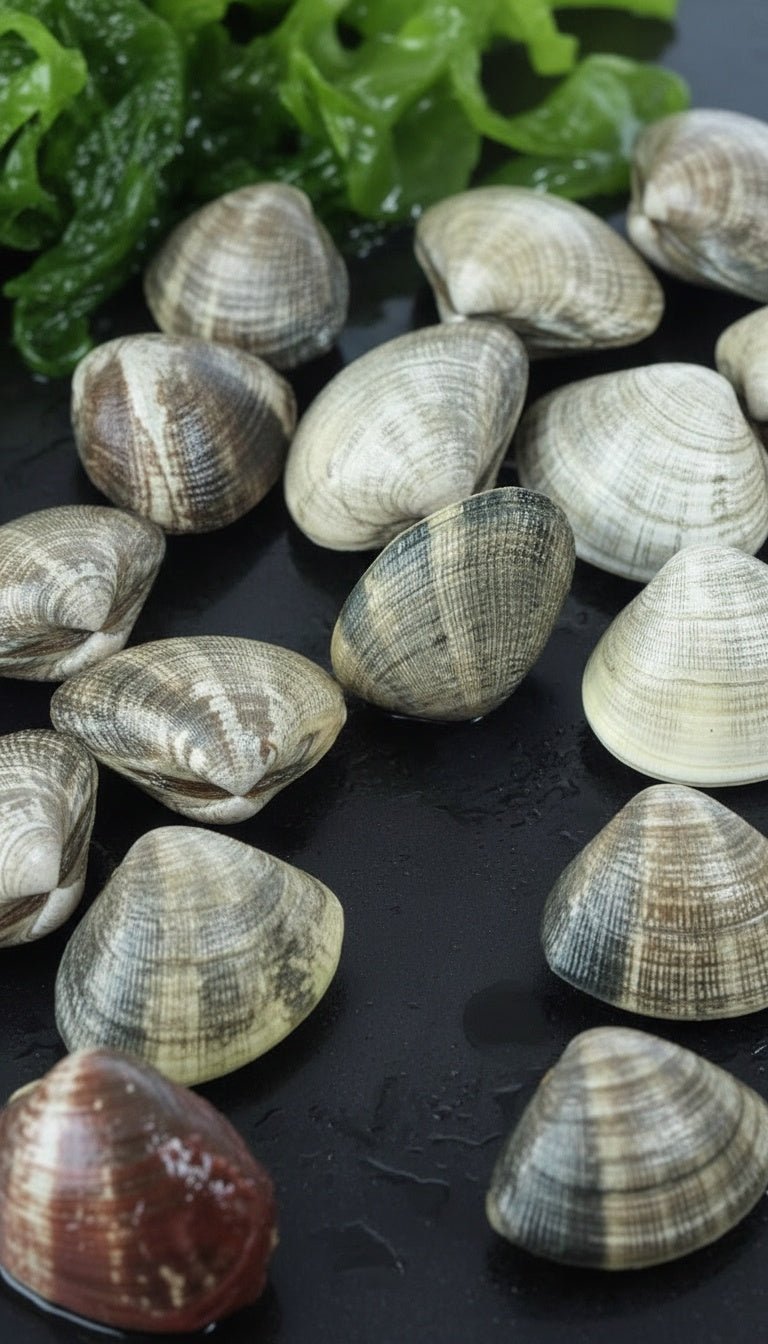 Almeja japónica - Marisco Rías Baixas