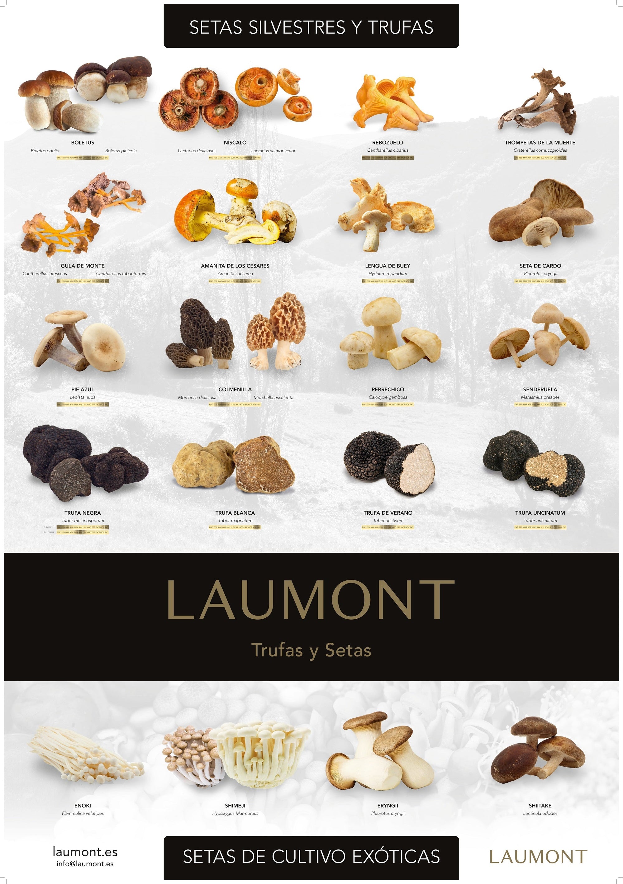 Mushrooms and Truffles Poster (70cm x 100cm)