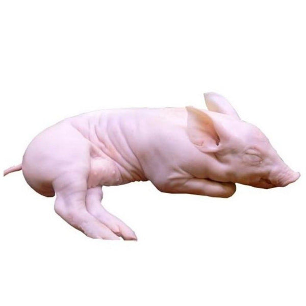 Segovian Suckling Pig