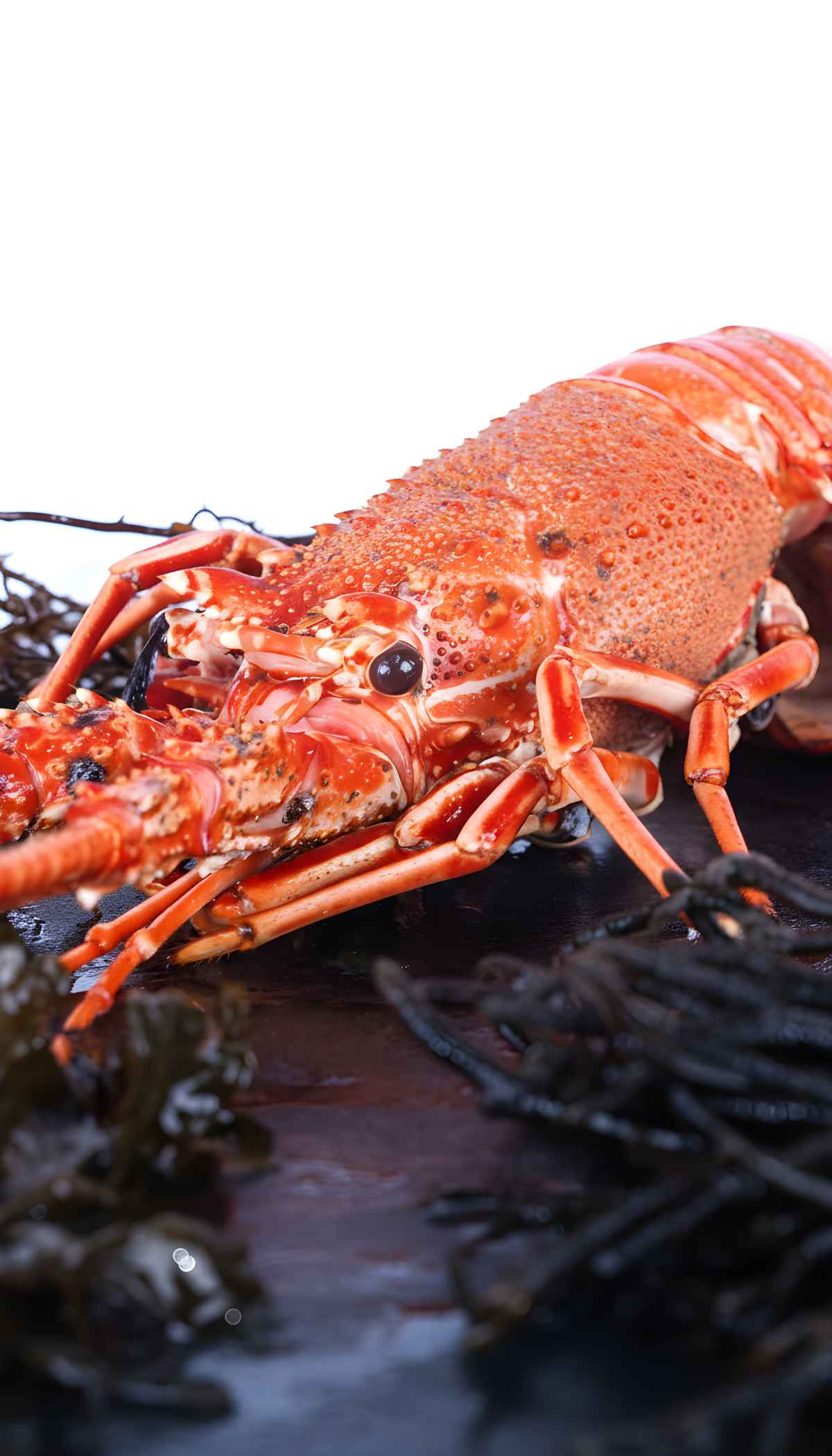 Langosta roja - Marisco Rías Baixas