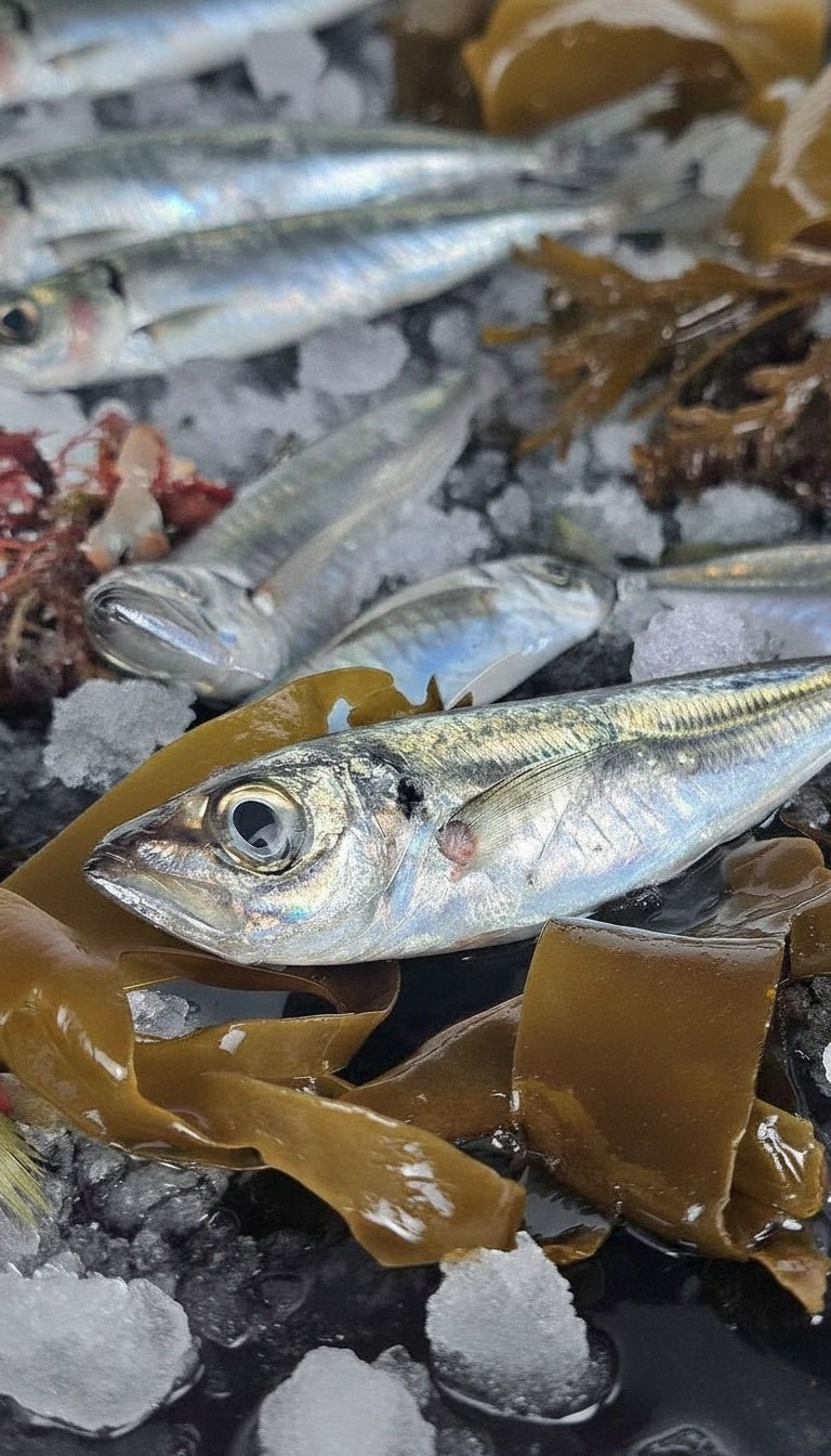 Jurelito - Marisco Rías Baixas