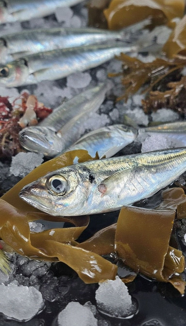 Jurelito - Marisco Rías Baixas