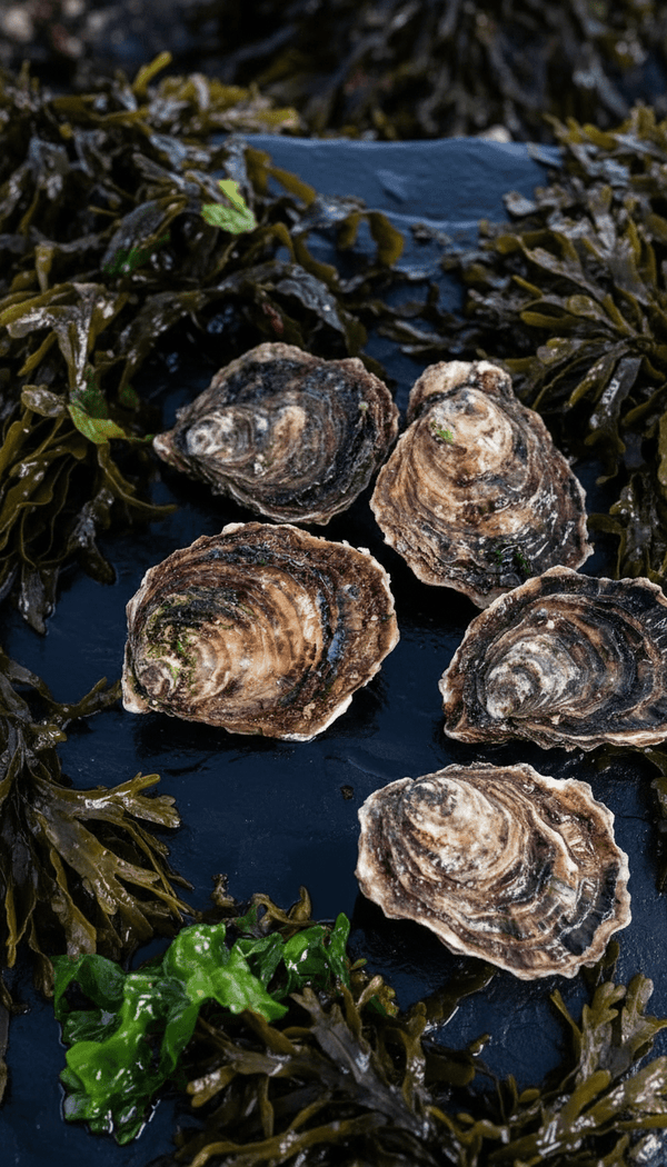 Ostras - Marisco Rías Baixas