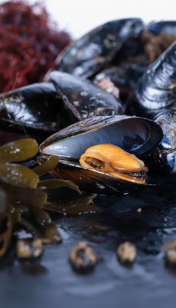 Mejillones - Marisco Rías Baixas