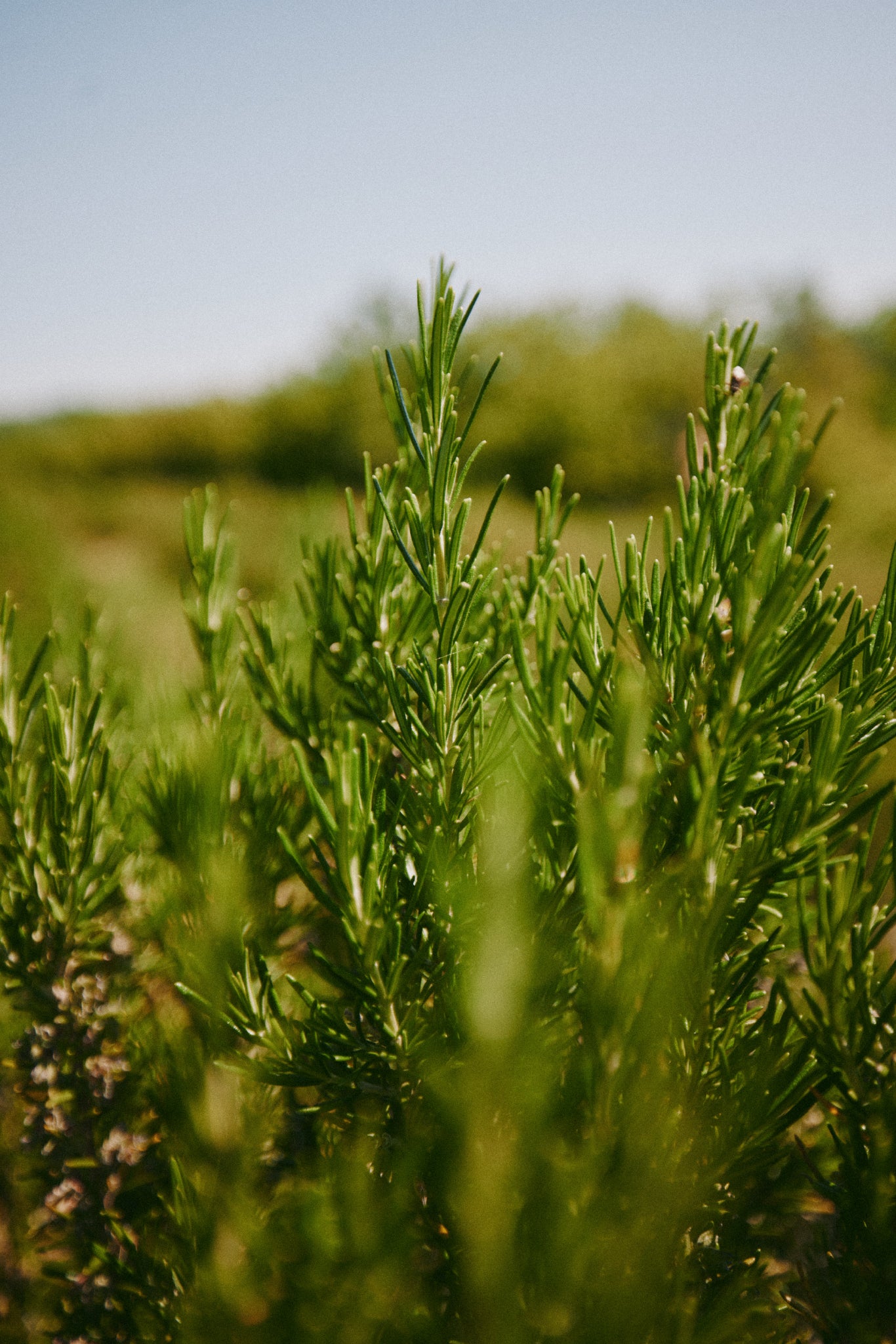 Rosemary Water Promotes Hair Growth