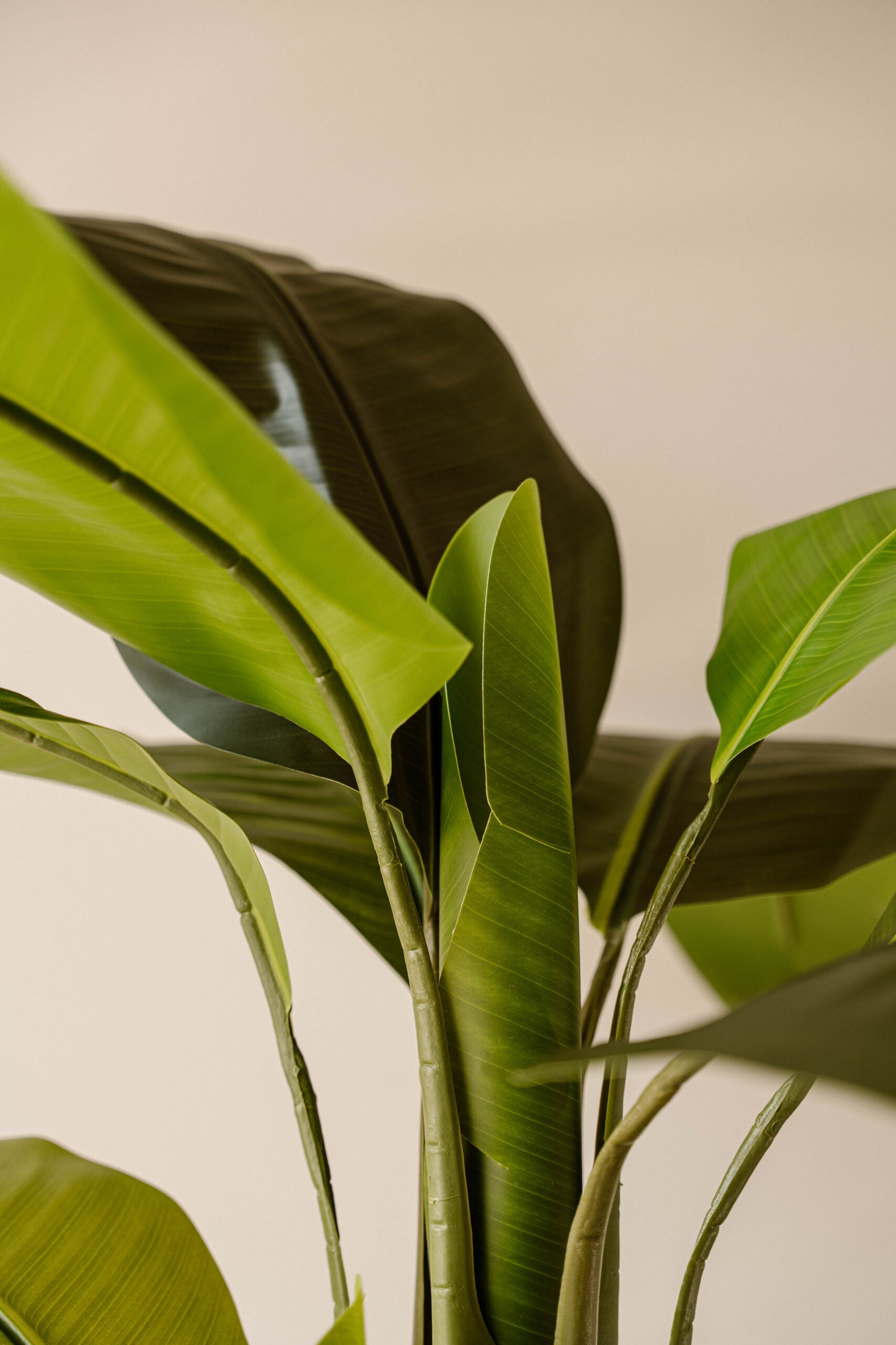Indore Silva - Artificial Banana Plant - 160cm