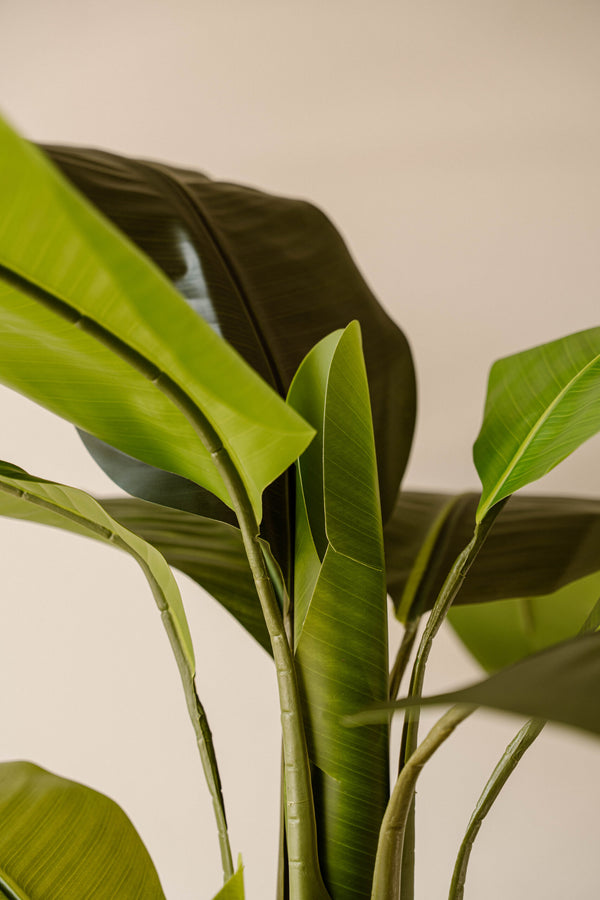 Indore Silva - Artificial Banana Plant - 160cm