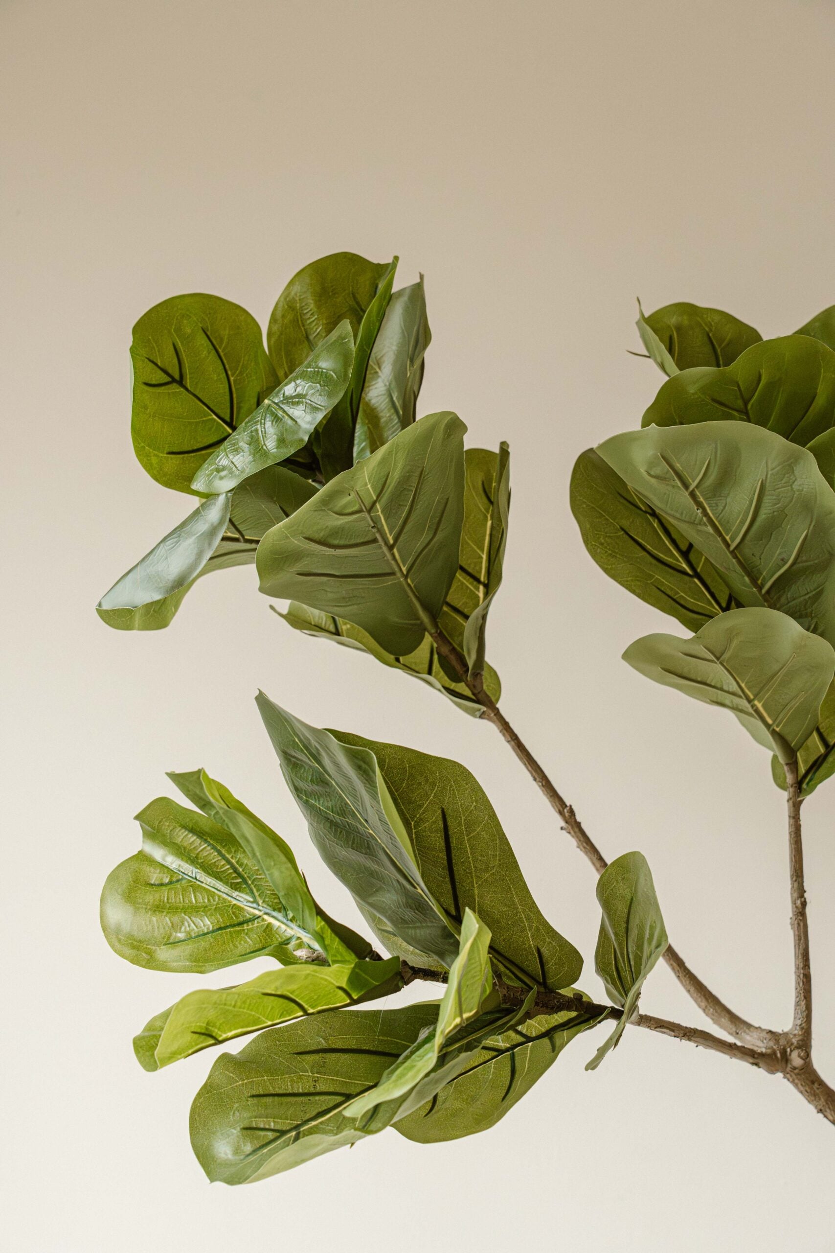 Indore Silva - Kunstplant Vijg - 190cm