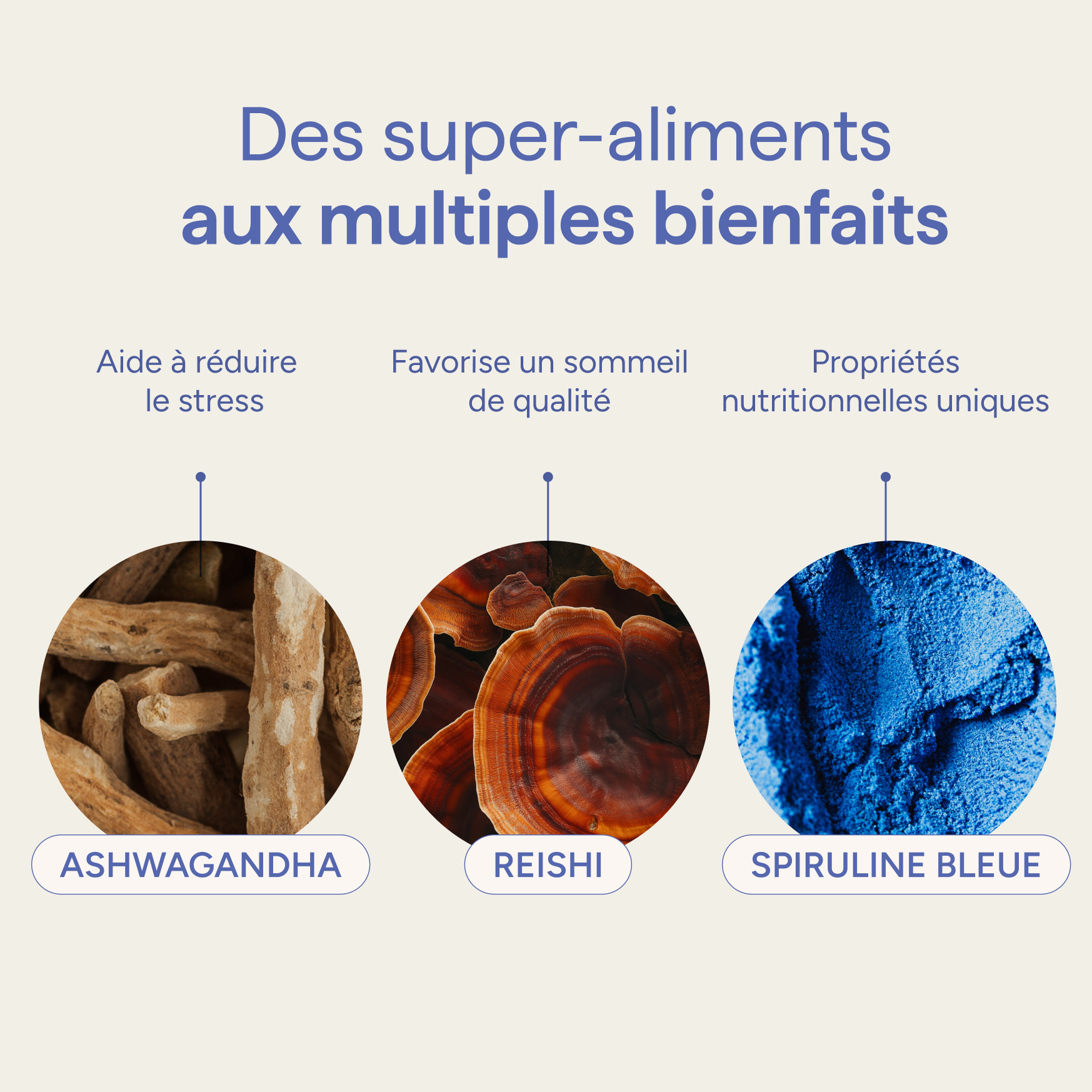 Ingrédients du blue latte et leurs qualités : ashwagandha, reishi et spiruline bleue