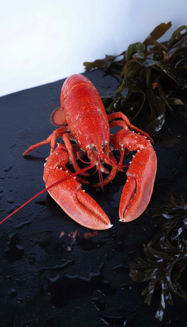 Bogavante azul - Marisco Rías Baixas