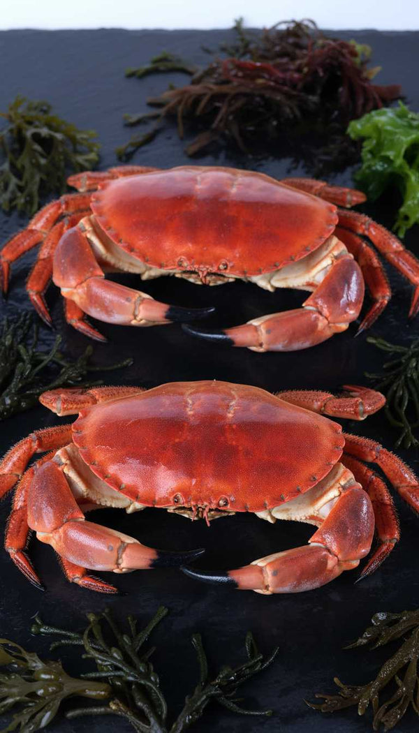 Buey de mar - Marisco Rías Baixas