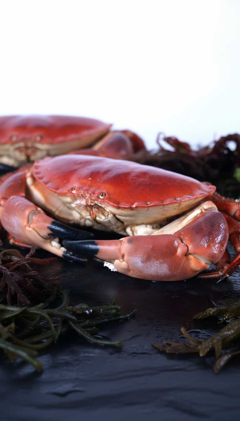 Buey de mar - Marisco Rías Baixas