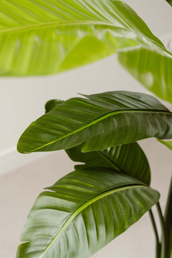 Artificial Plant Strelitzia 220 cm - Large Tropical Statement Indoor Plant - Indore Home