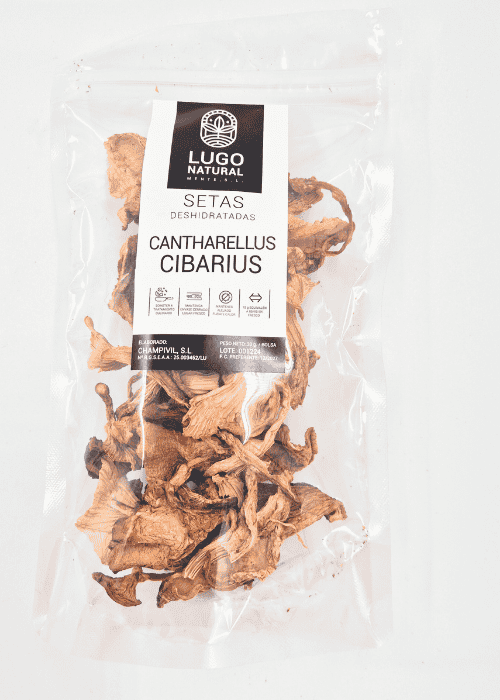 cantharella cibarius