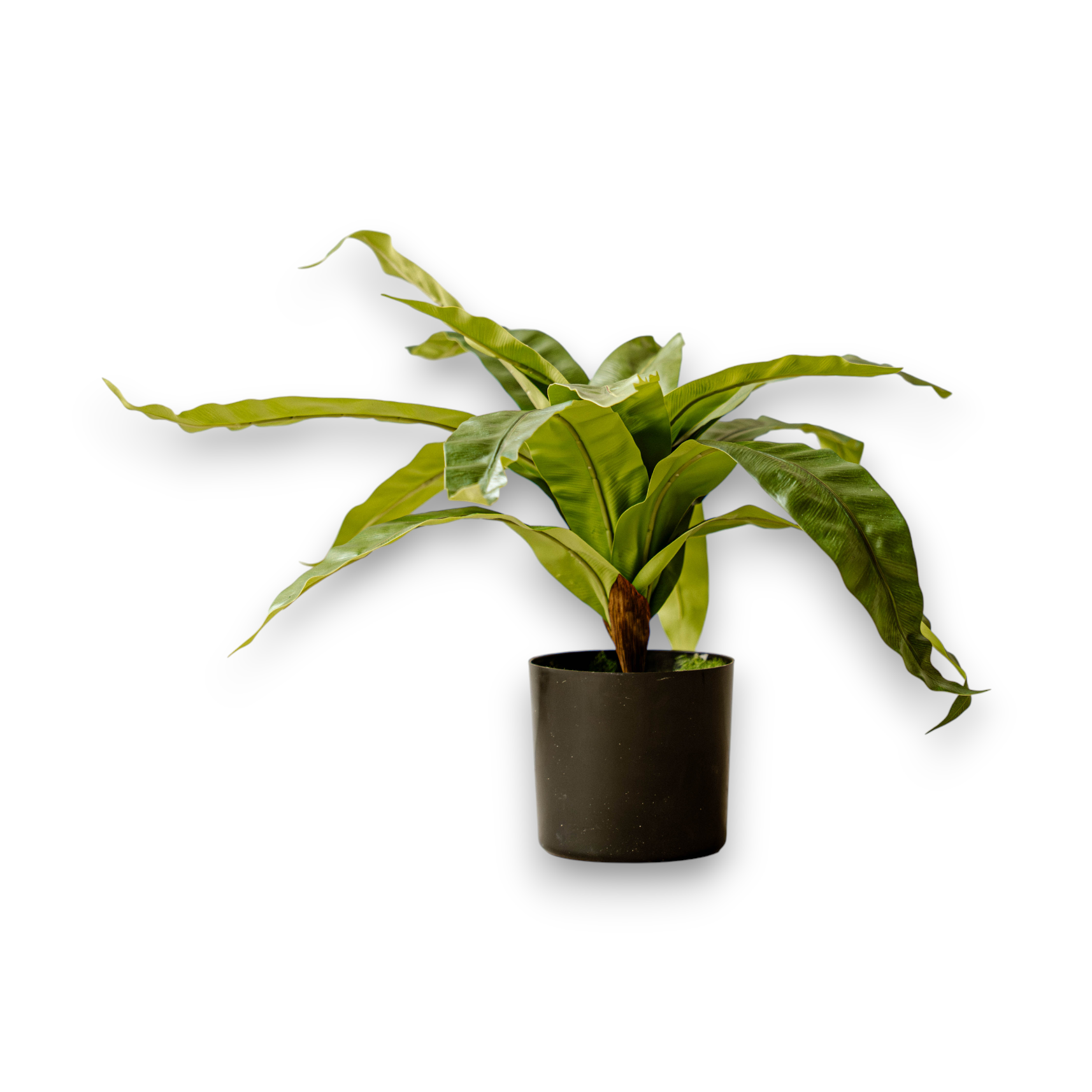 Indore Silva - Artificial Asplenium Fern - 60cm