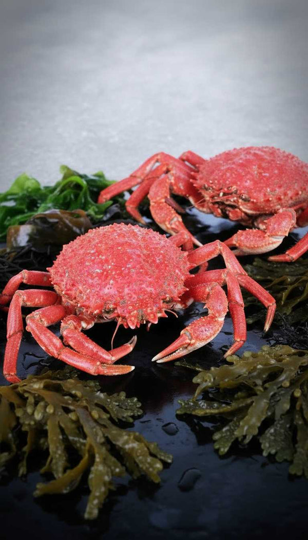 Centolla atlántica - Marisco Rías Baixas
