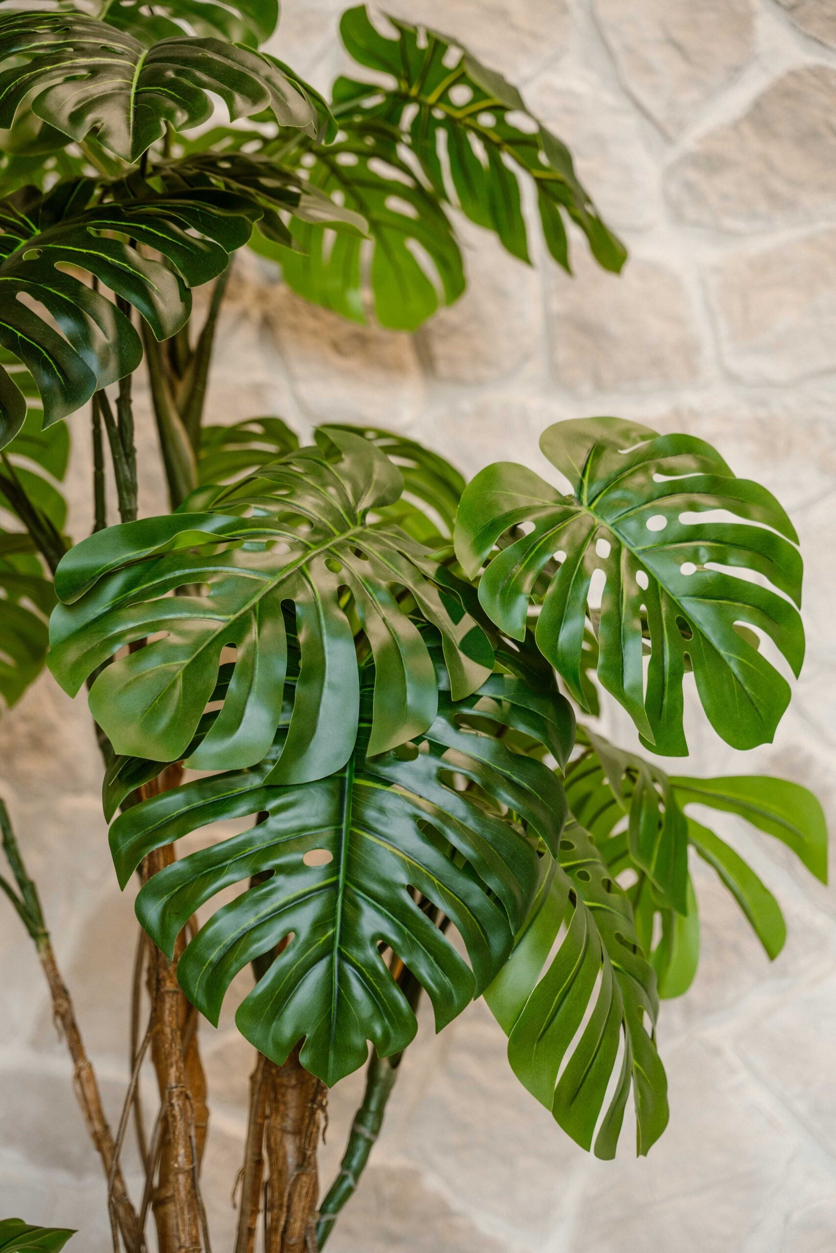 Artificial Plant Monstera 240 cm – Extra Large Hole Plant – Tropical Indoor Plant for High Ceilings – Indore Silva