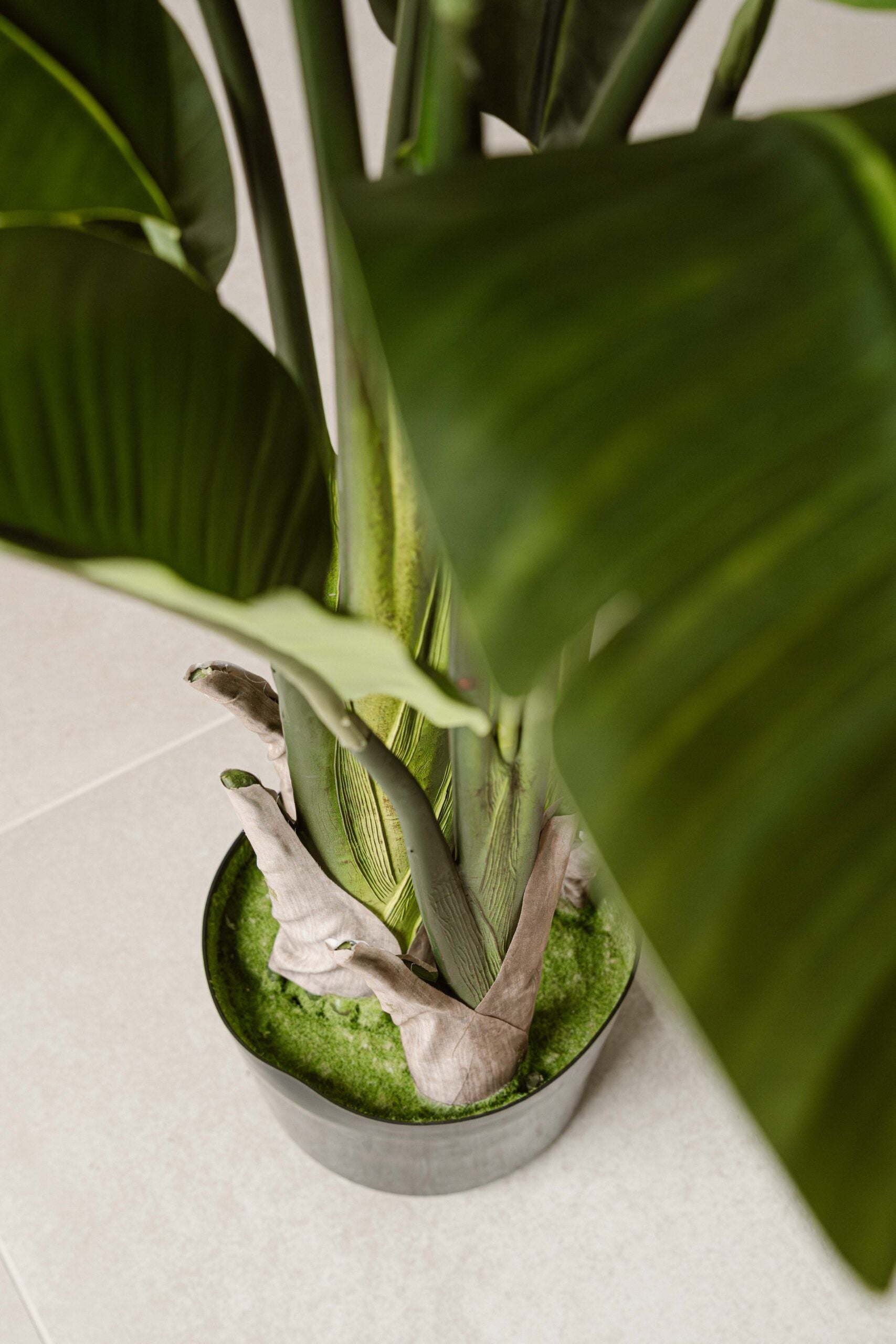 Indore Silva - Kunstplant Strelitzia - 160cm - Levertijd 3-5 dagen