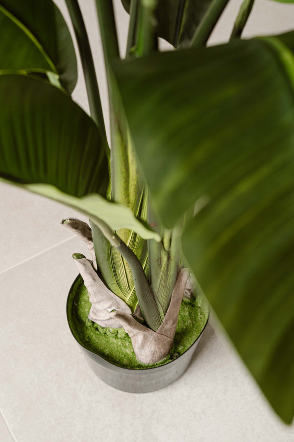 Indore Silva - Kunstplant Strelitzia - 160cm - Levertijd 3-5 dagen