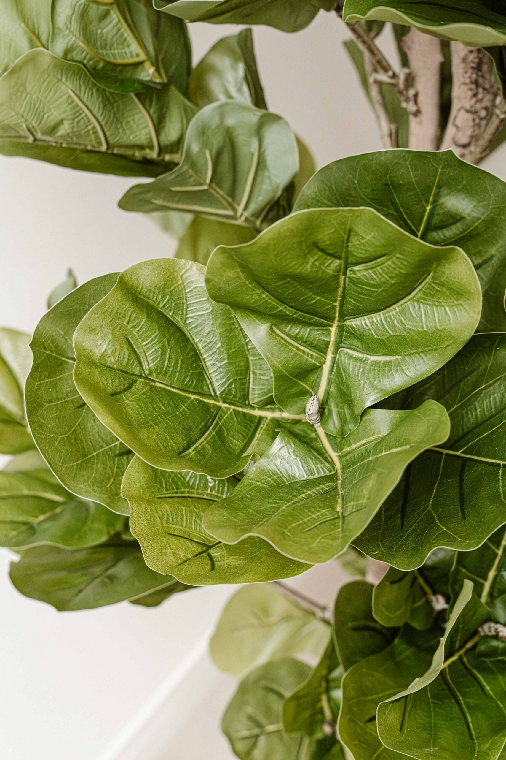 Artificial Plant Fig 150 cm (Ficus) - Realistic Large Artificial Plant - Indore Home