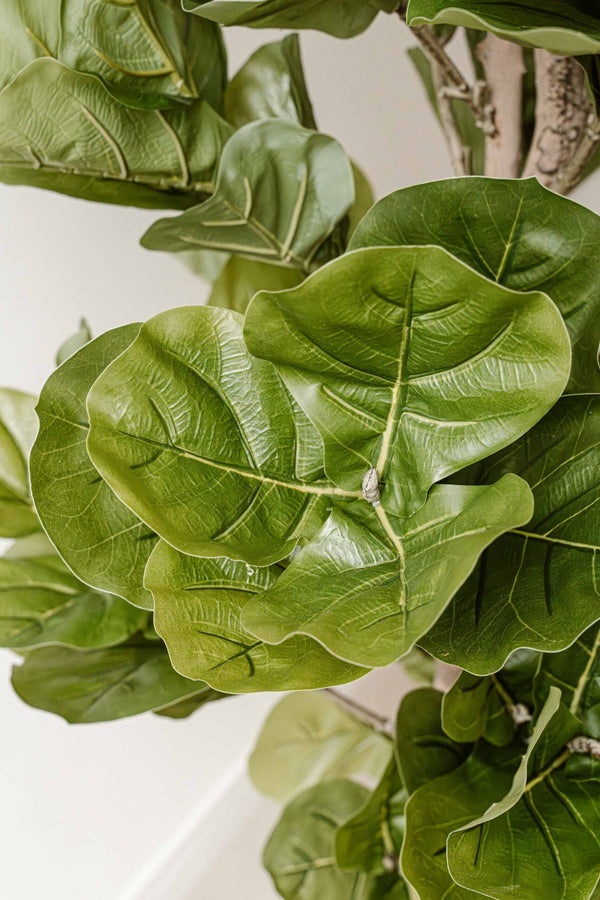 Artificial Plant Fig 150 cm (Ficus) - Realistic Large Artificial Plant - Indore Home