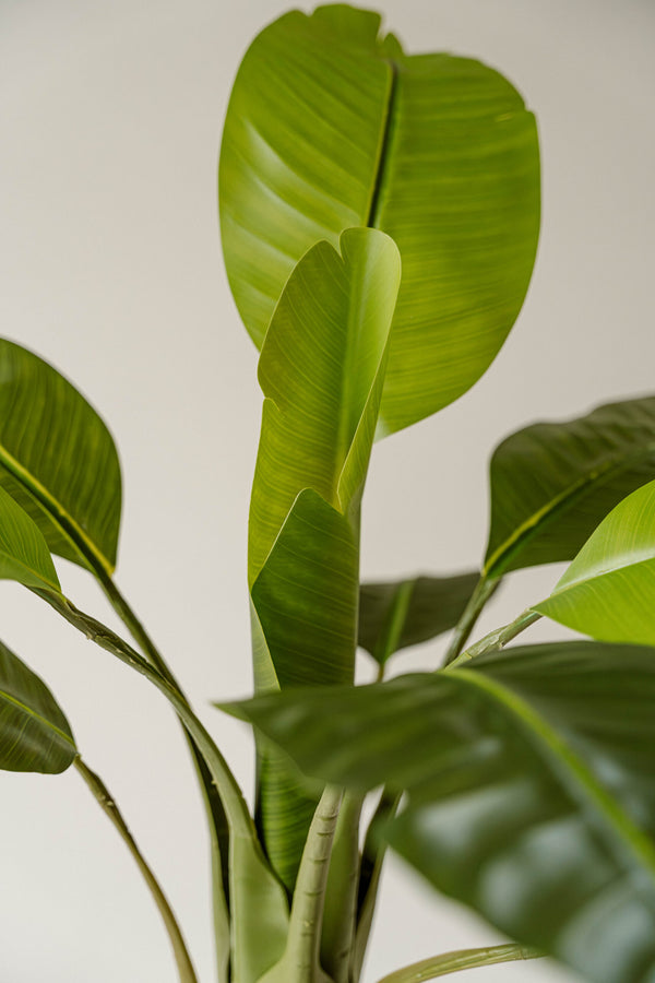 Indore Silva - Artificial Banana Plant - 120cm