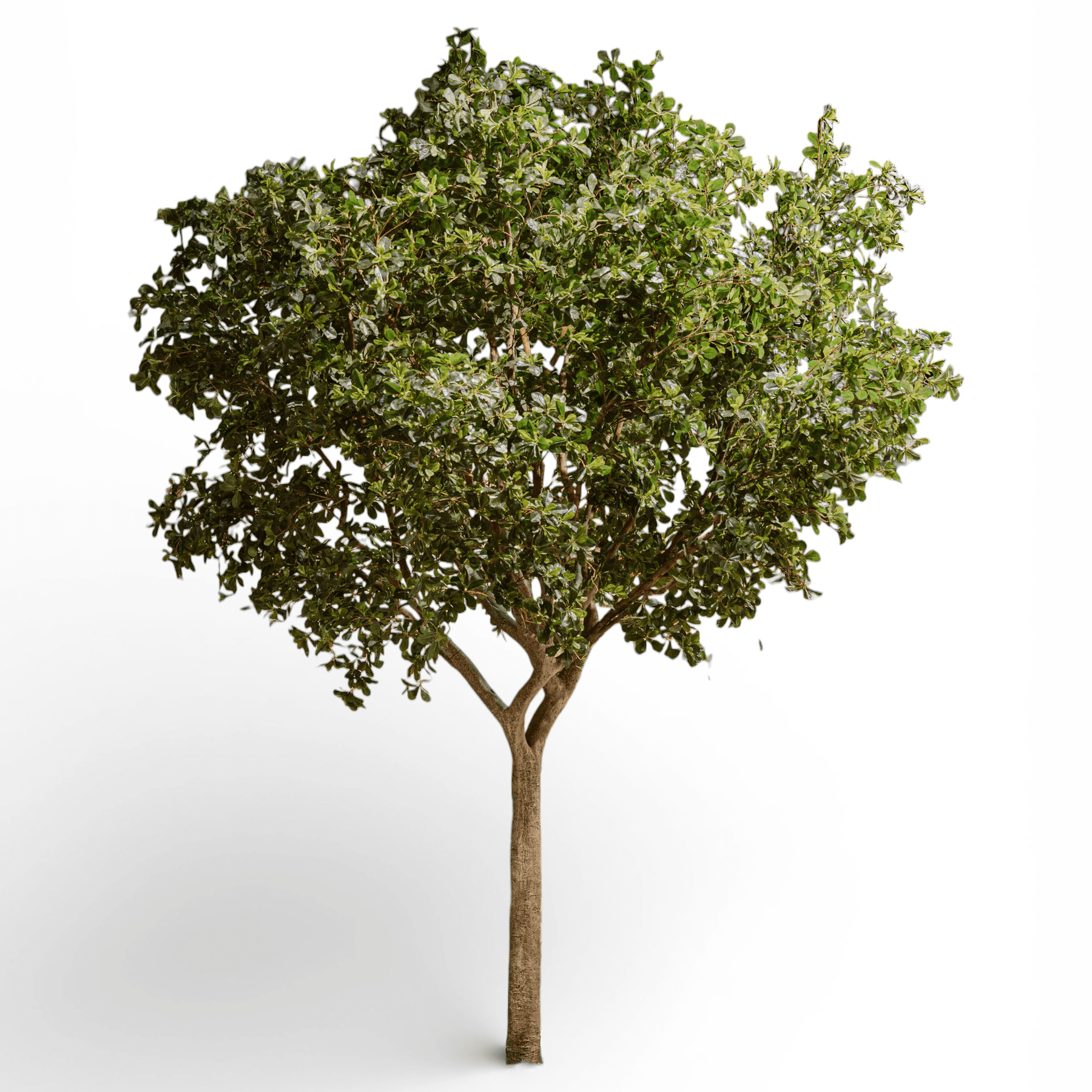 Indore Silva - Artificial Ficus Tree XXL - 400cm -