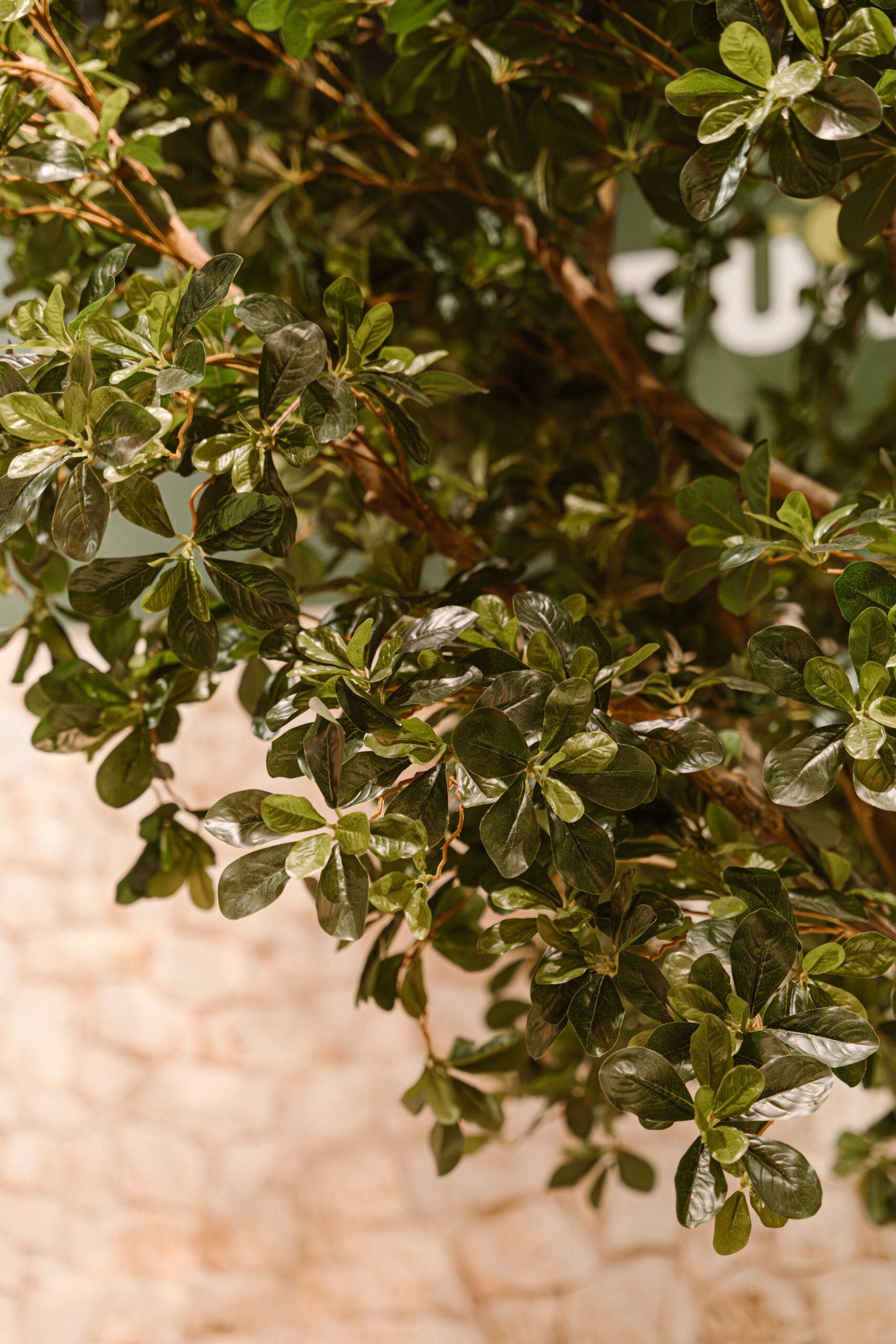 Indore Silva - Kunstmatige Ficusboom XXL - 400cm -