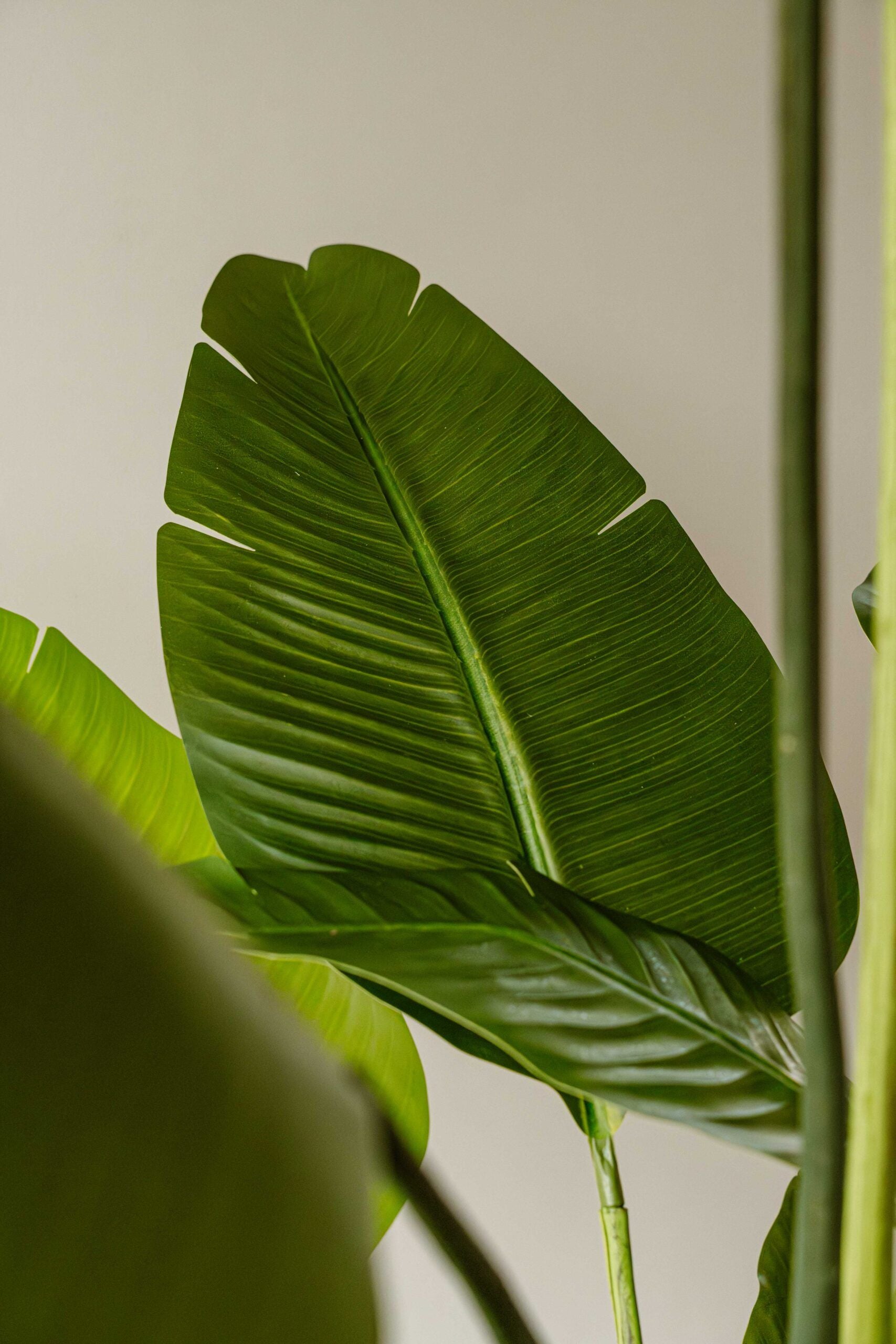 Indore Silva - Artificial Plant Strelitzia - 250cm - Delivery time 2-3 weeks