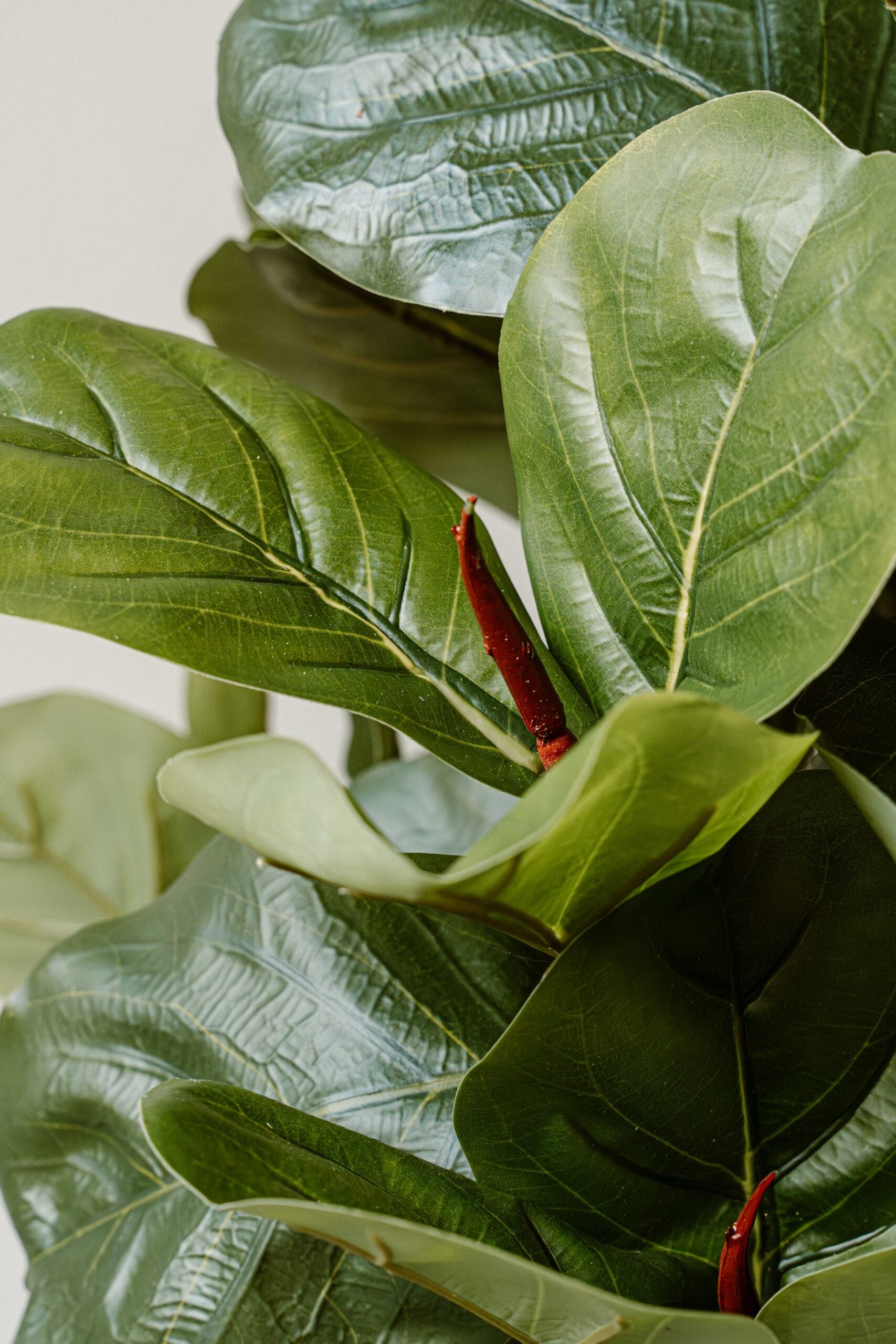 Kunstplant Vijg 90 cm (Ficus) - Compacte Realistische Kunstplant - Indore Home