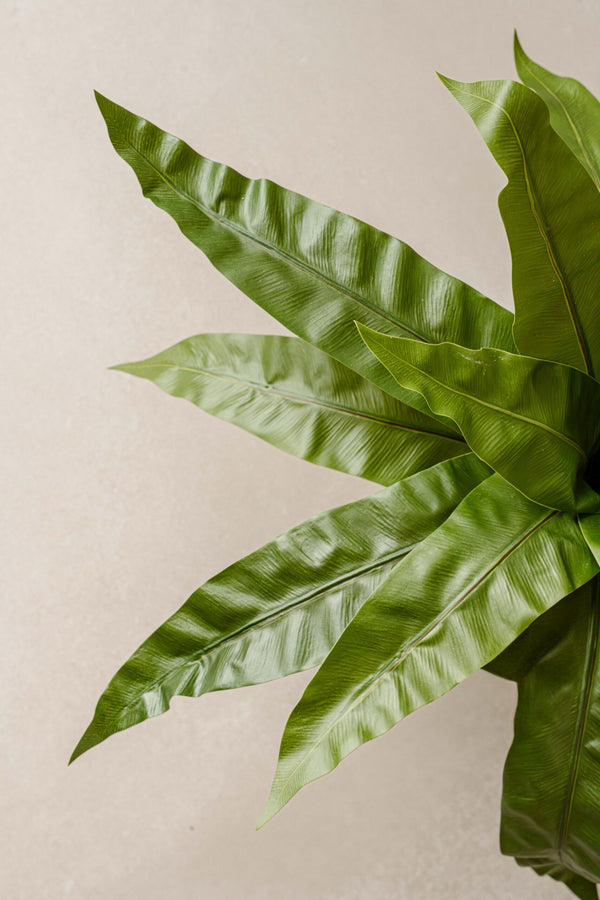 Indore Silva - Artificial Asplenium Fern - 60cm
