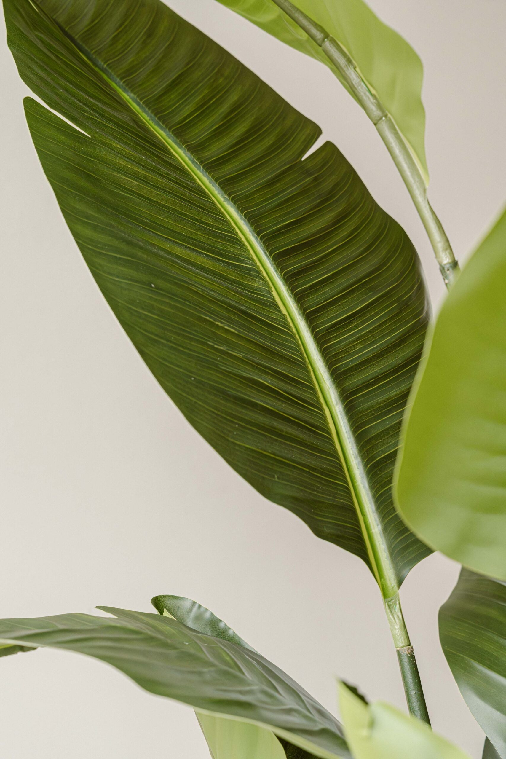 Indore Silva - Kunstplant Strelitzia - 160cm - Levertijd 3-5 dagen