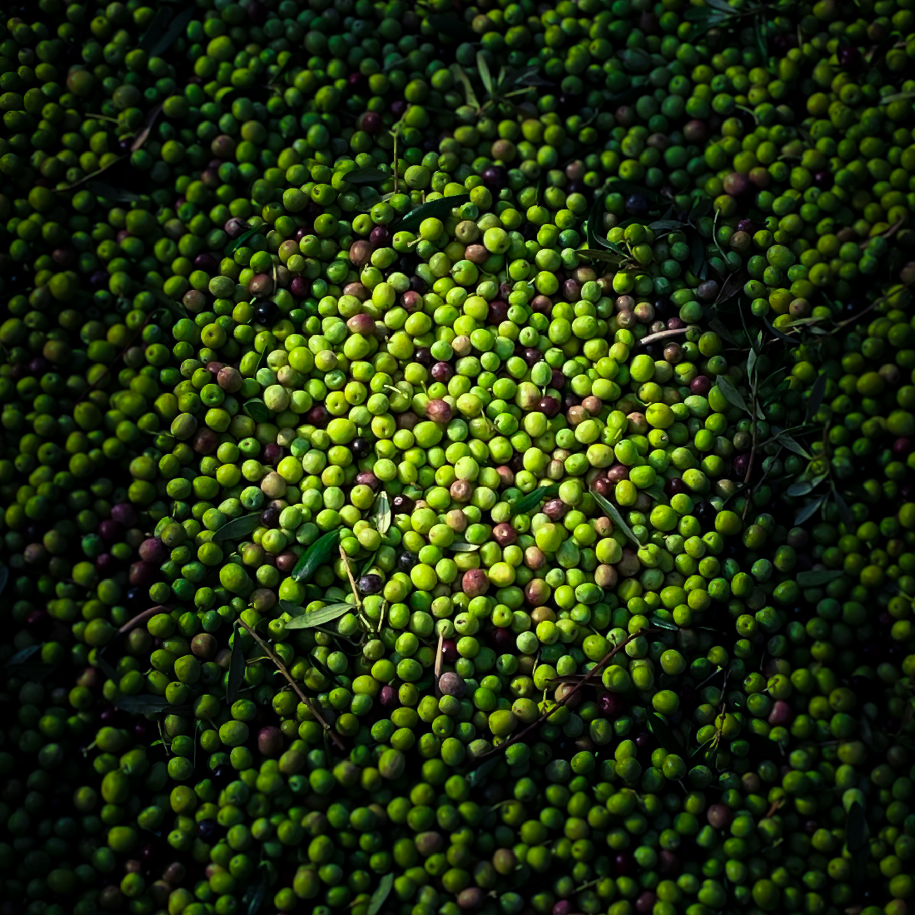 L'EVOO Fierce
