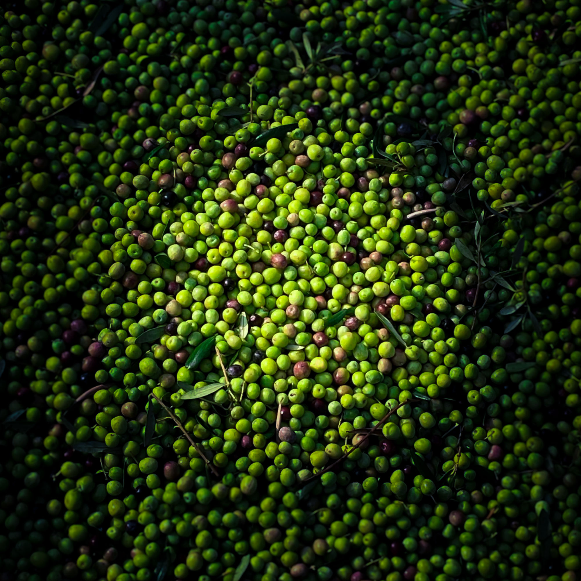 L'EVOO Fierce
