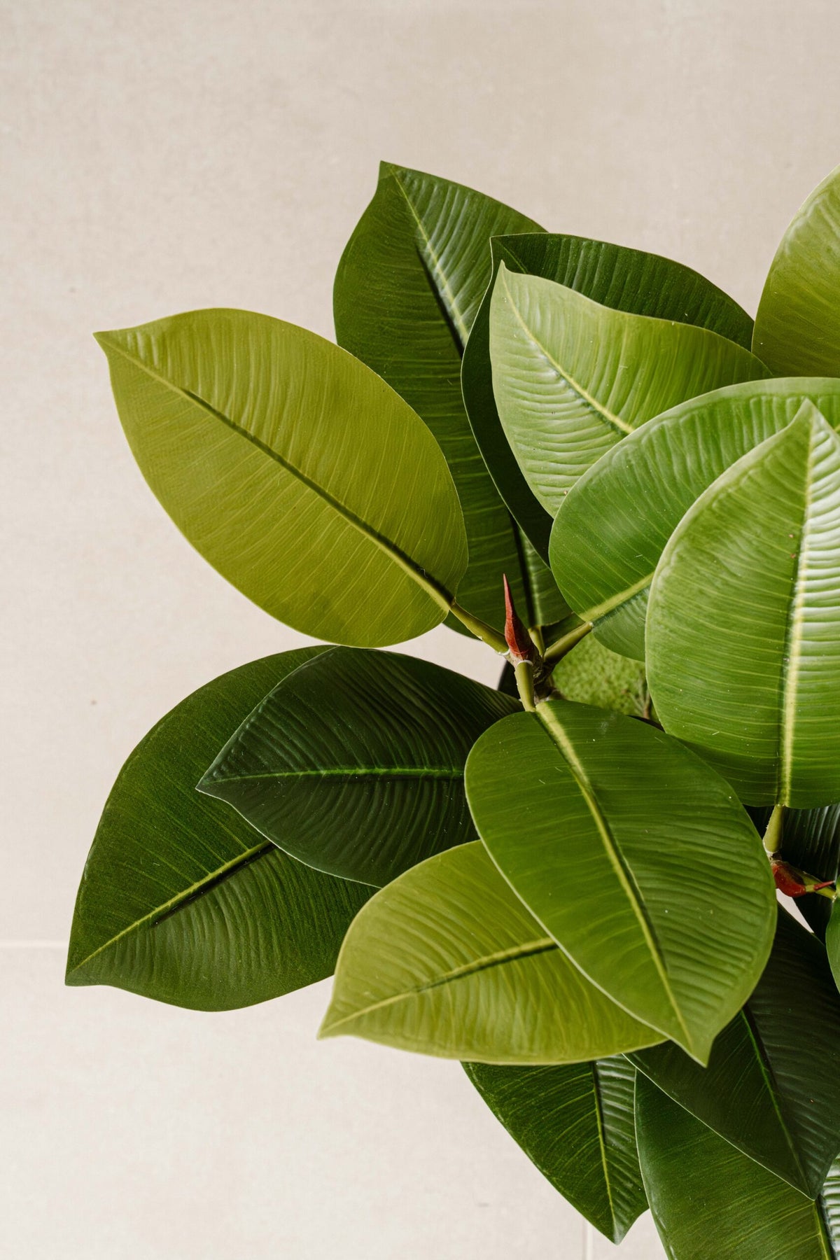 Indore Silva - Artificial Plant Clusia - 40cm