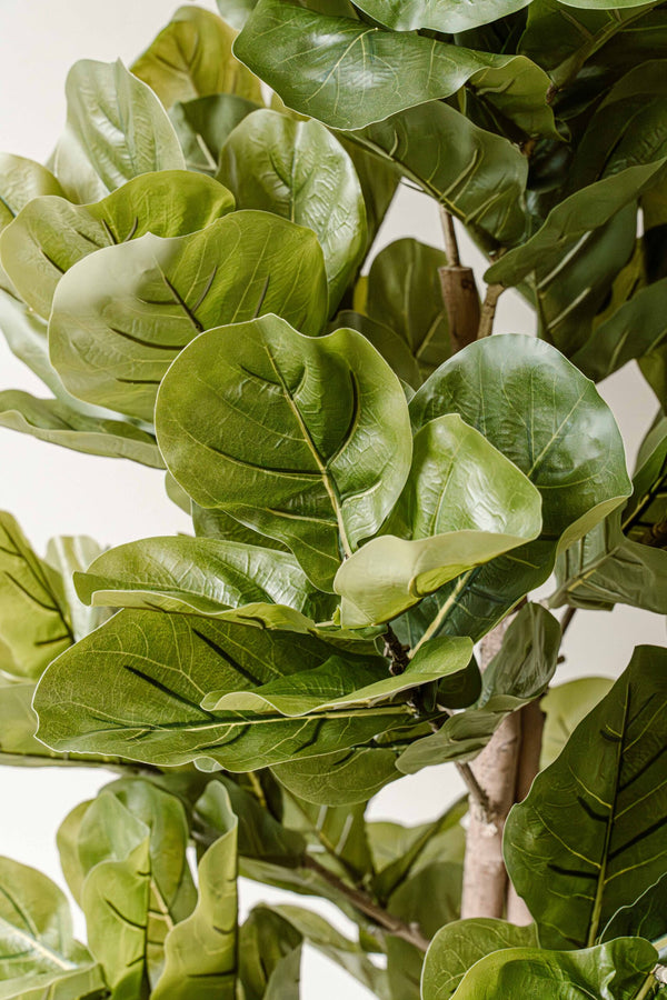 Artificial Plant Fig 150 cm (Ficus) - Realistic Large Artificial Plant - Indore Home