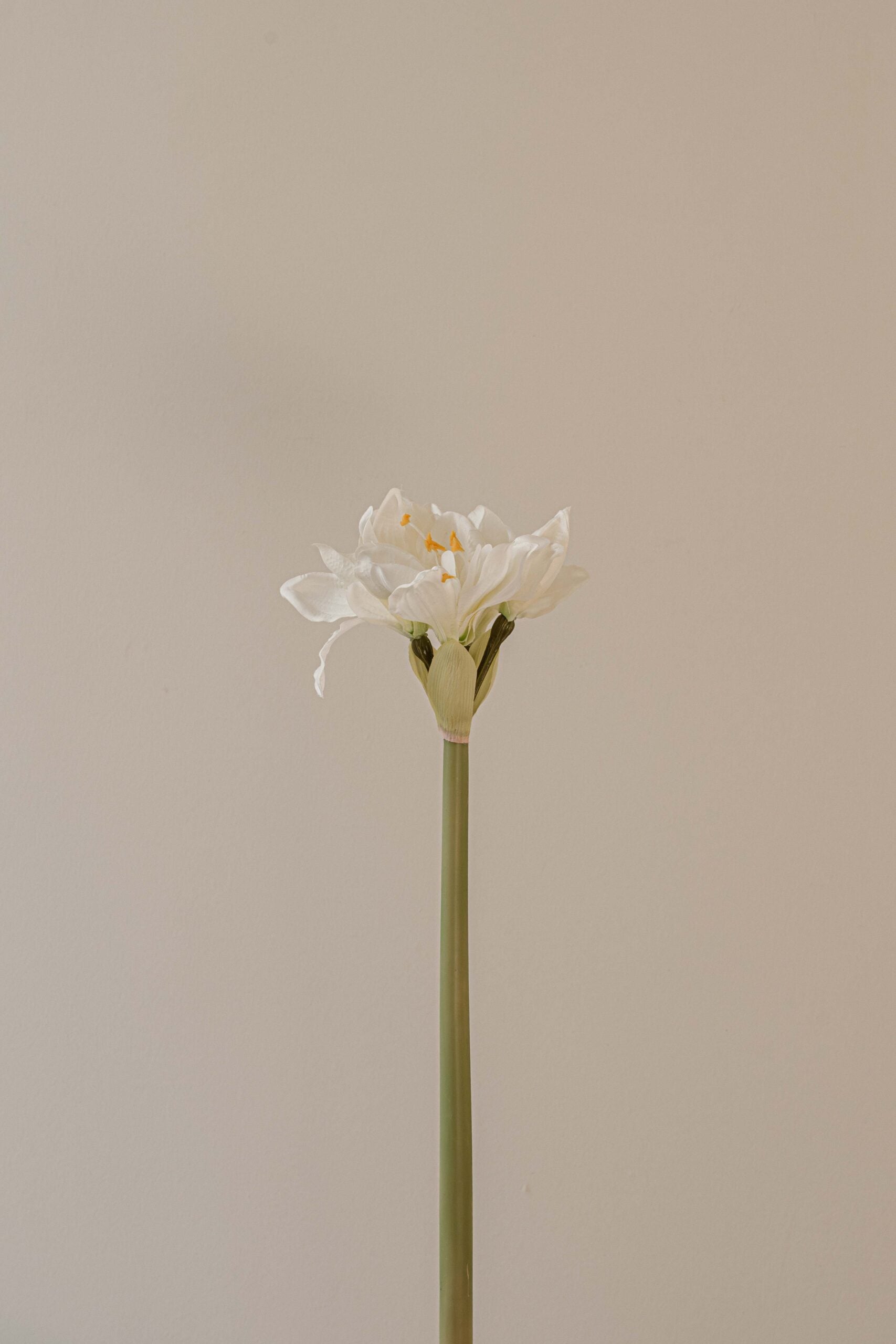 Indore Silva - amaryllis - White - artificial branch - silk