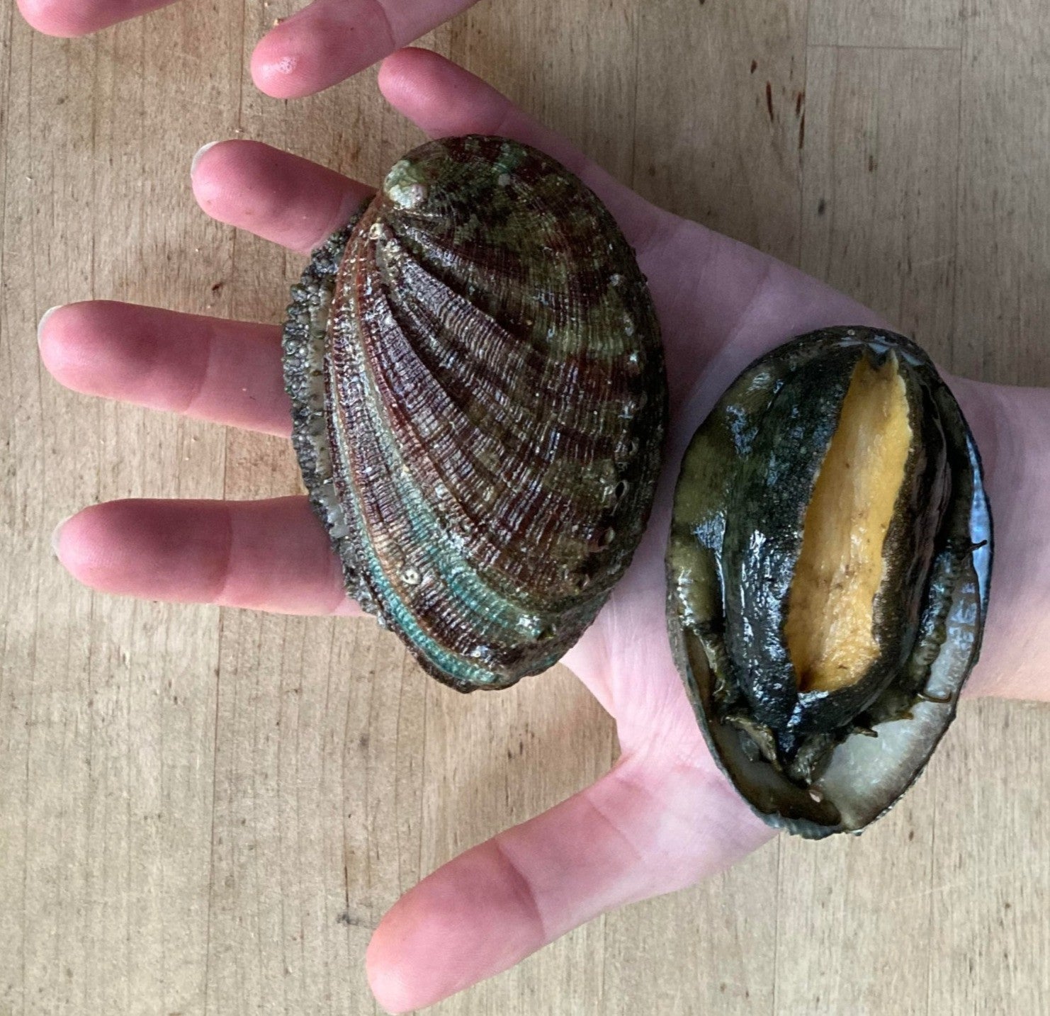 EXTRA abalone vivant - 1 kg