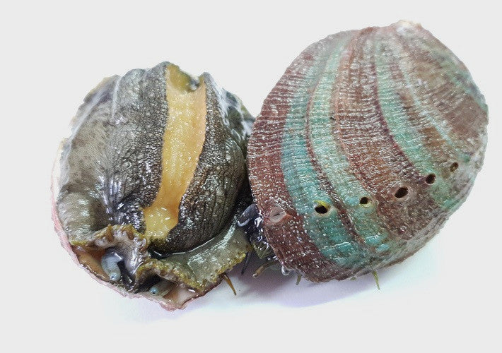 Live Farmed Abalone - 500 g