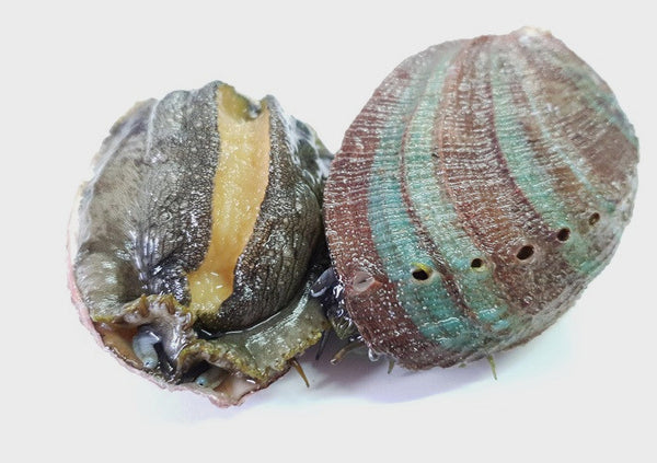Live Farmed Abalone - 500g
